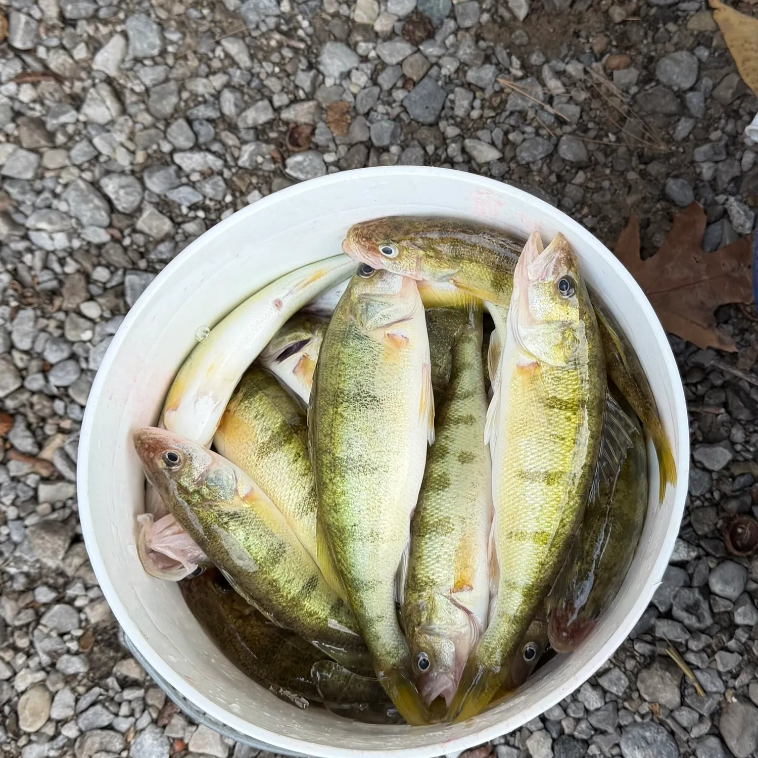 Yellow perch caught on Fishbrain