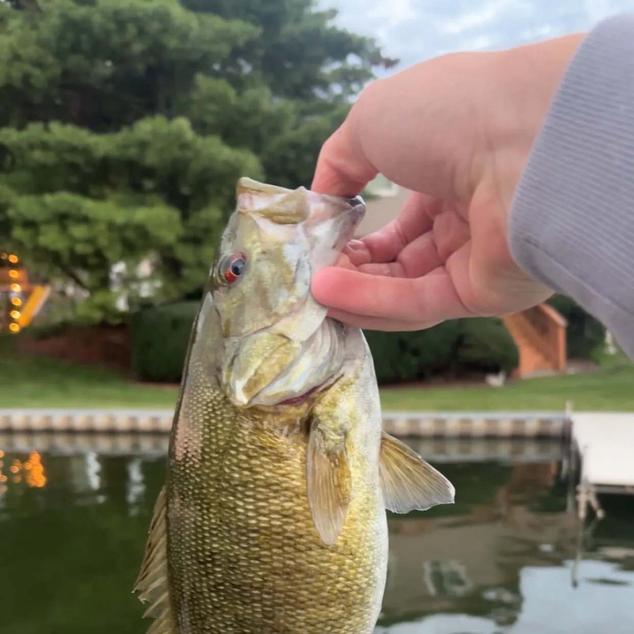 Smallmouth bass caught on Fishbrain
