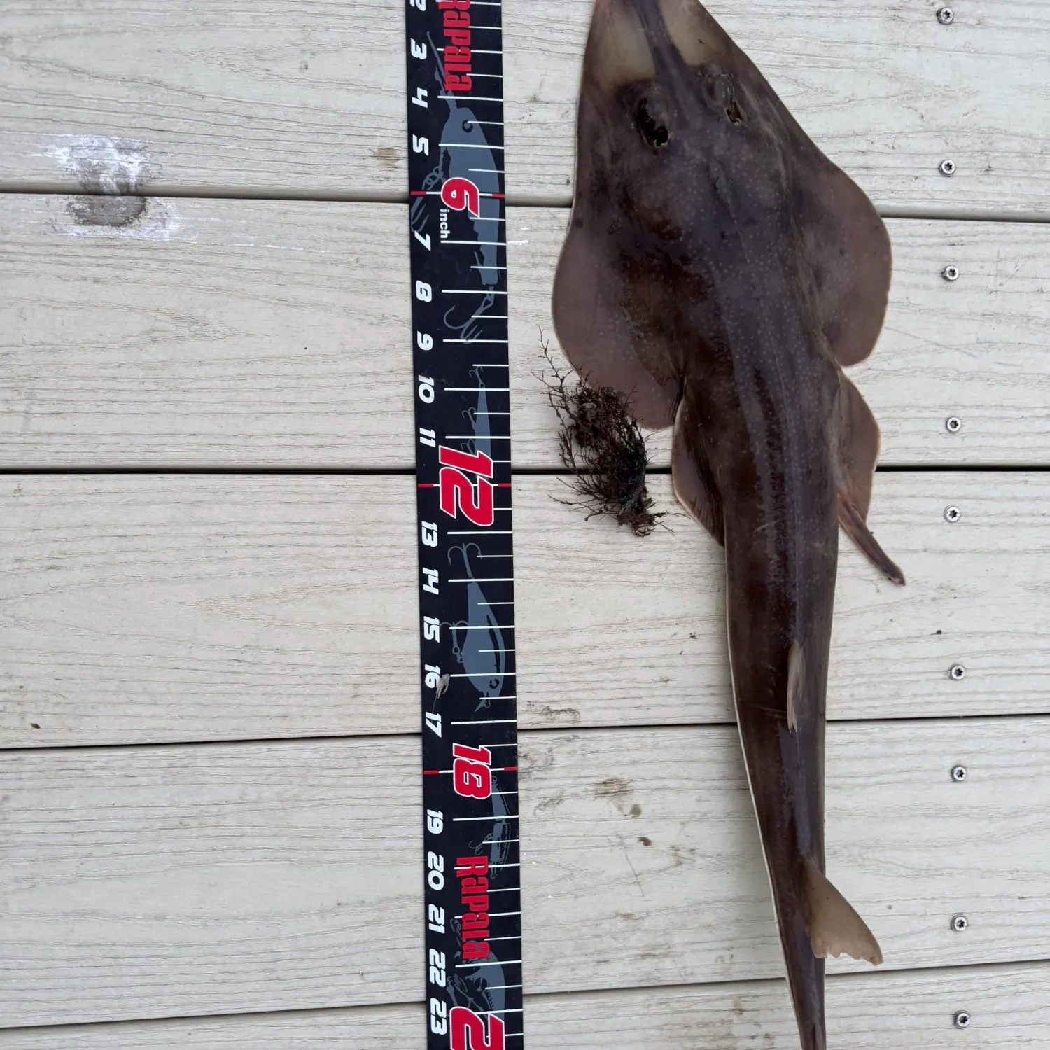 The most recent Atlantic shovelnose guitarfish catches on Fishbrain