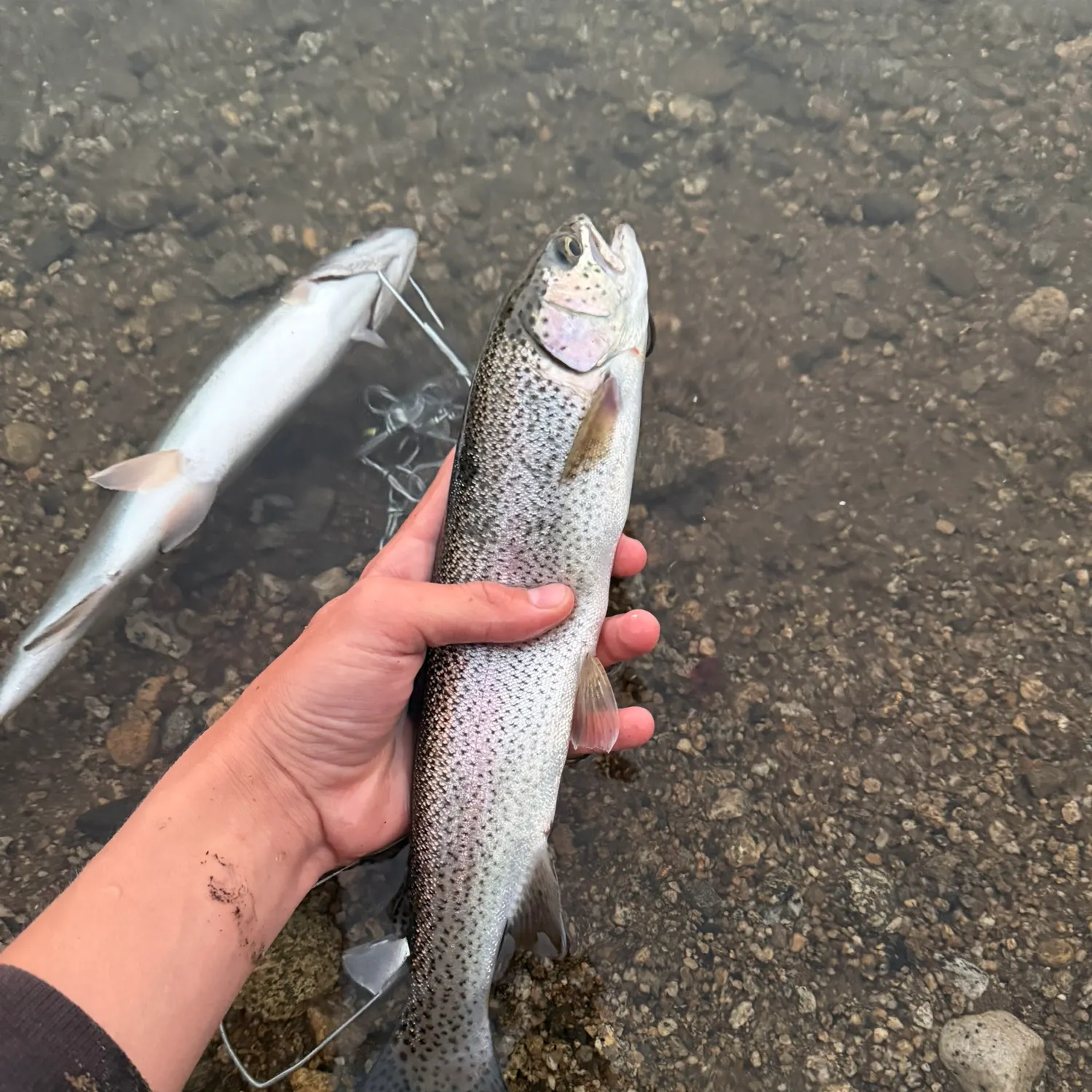 Rainbow trout caught on Fishbrain