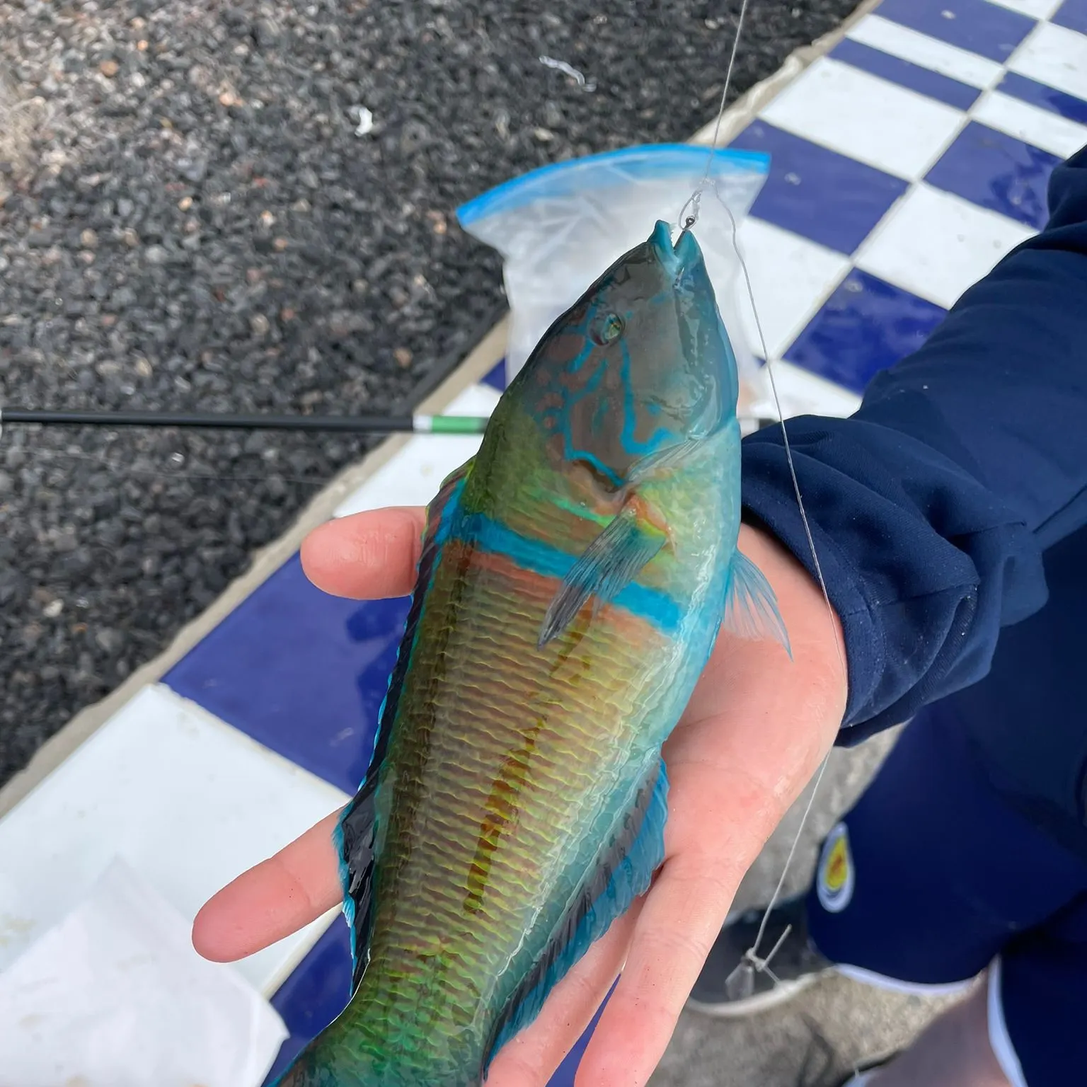 The most recent Ornate wrasse catches on Fishbrain