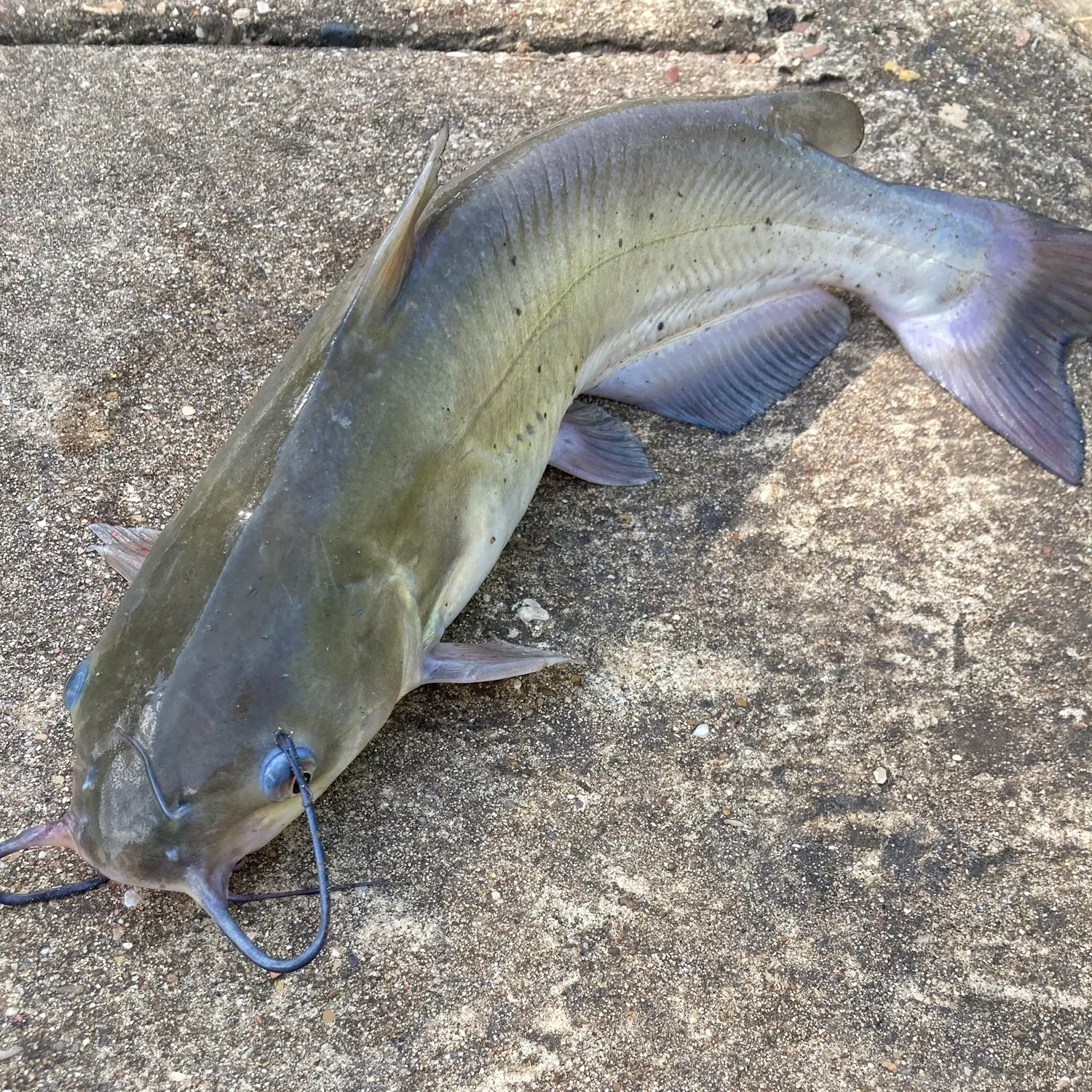 Channel catfish caught on Fishbrain