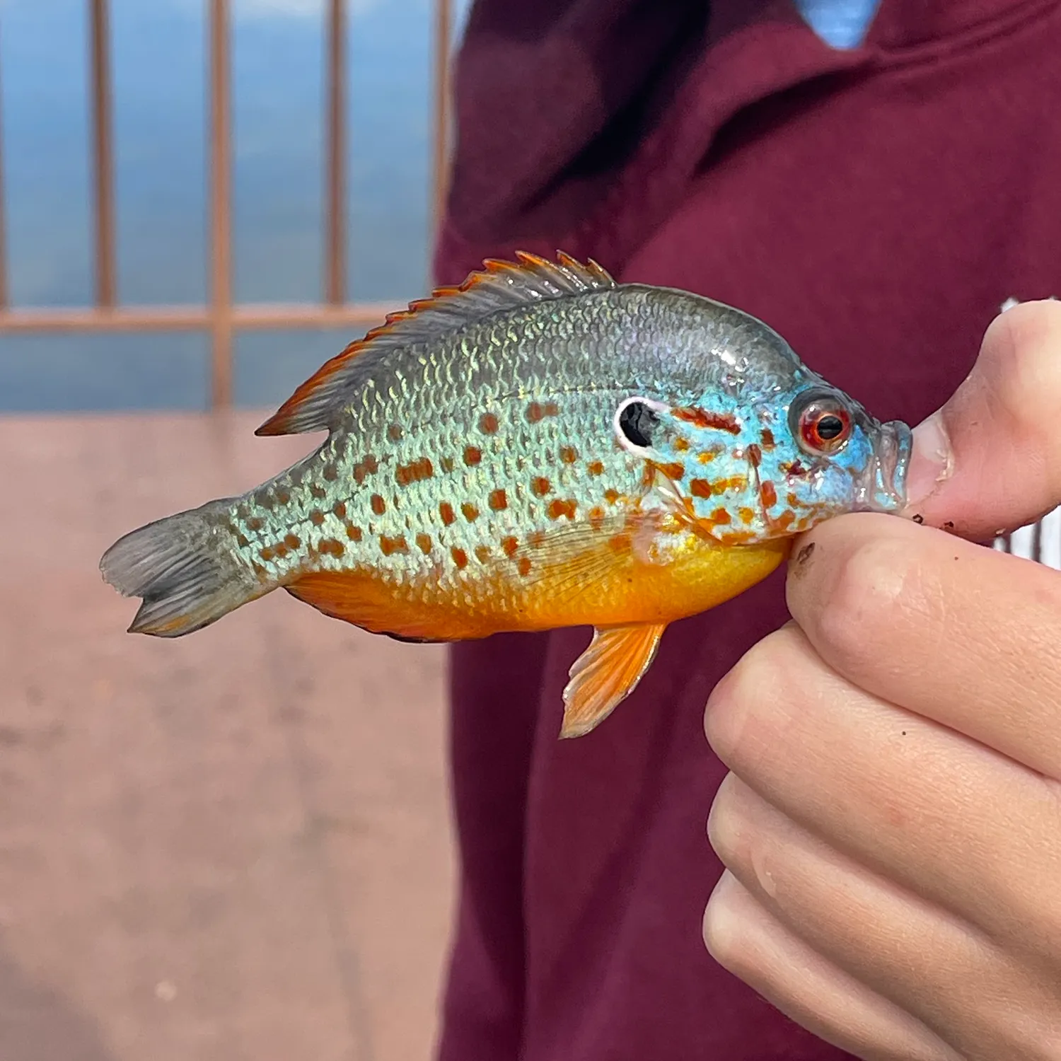 The most recent Orangespotted sunfish catches on Fishbrain