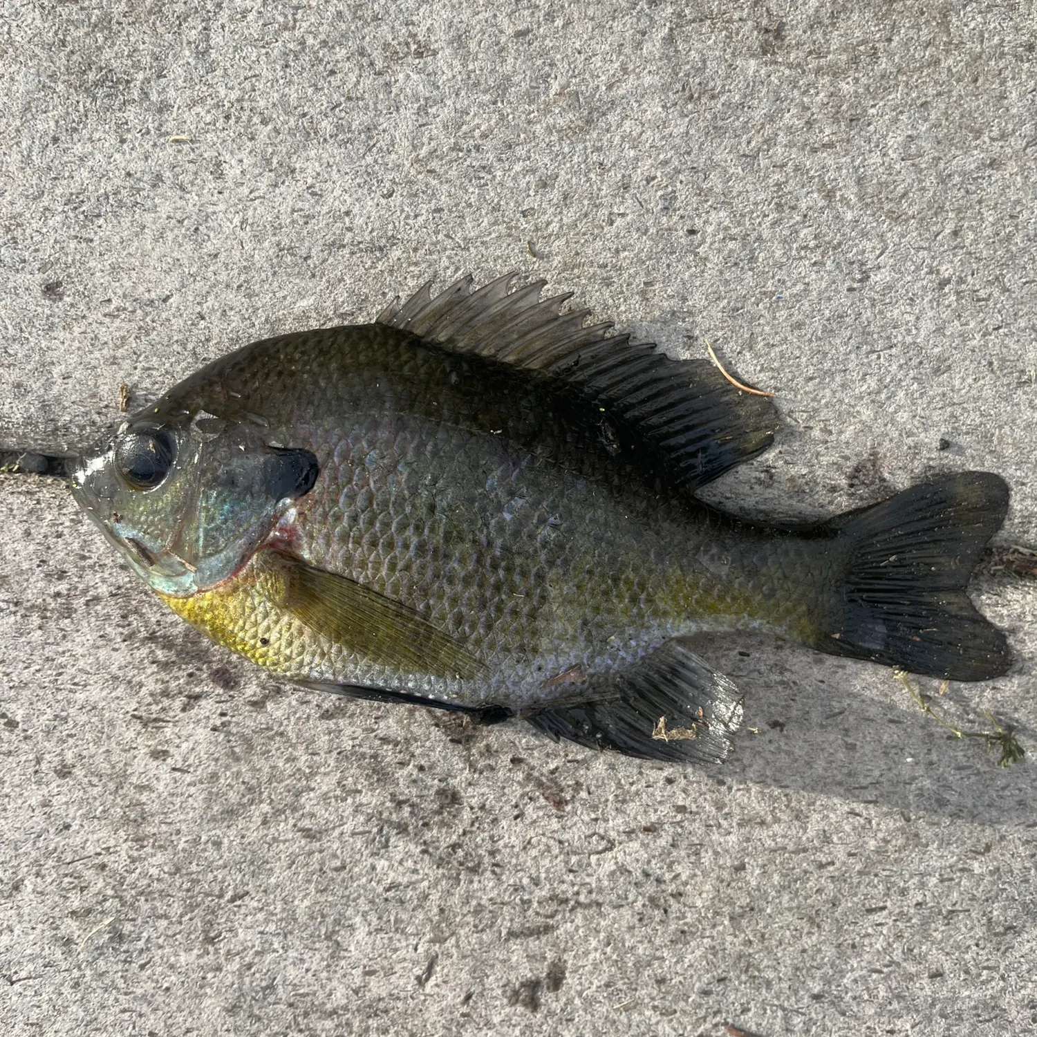Bluegill caught on Fishbrain