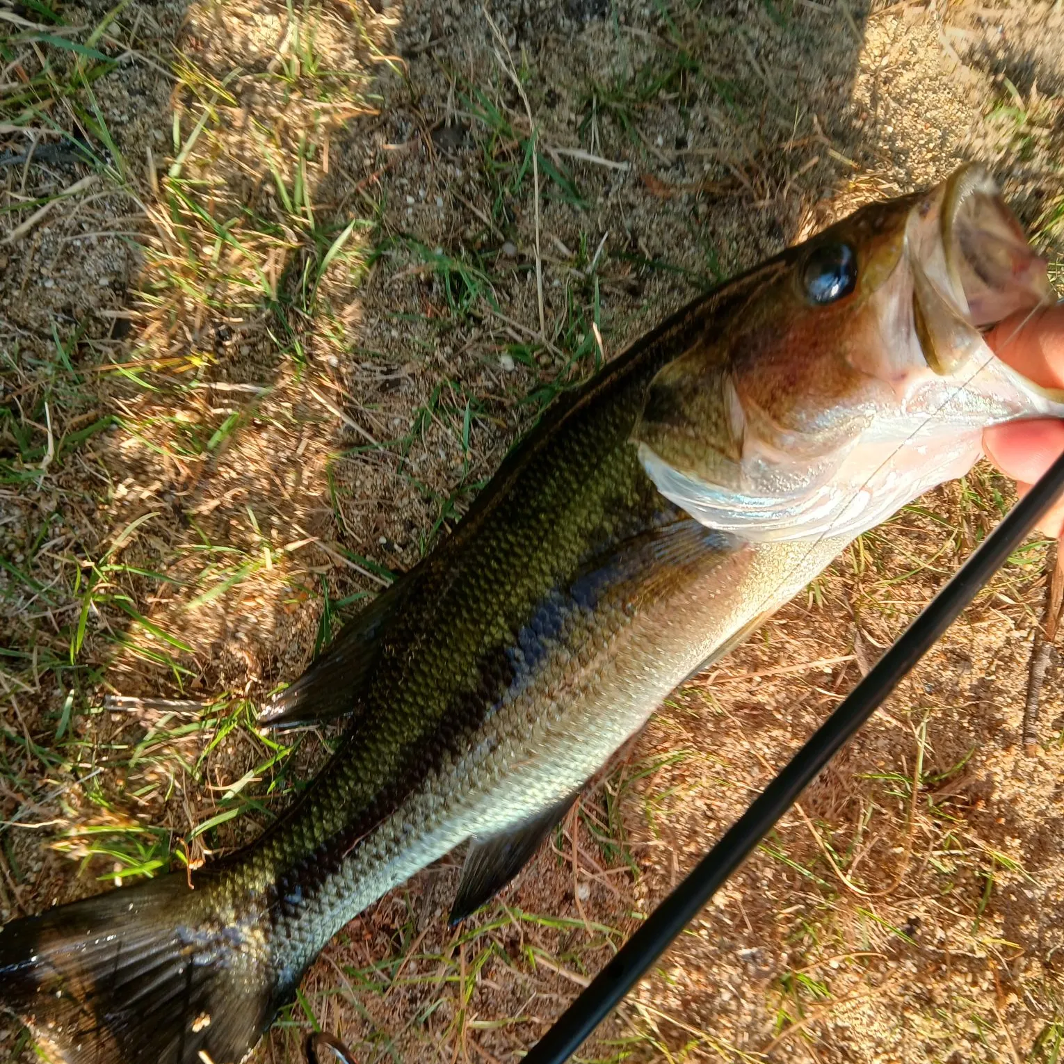 Largemouth bass caught on Fishbrain