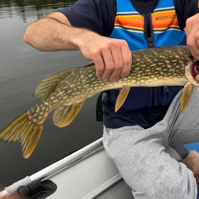 Northern pike caught on Fishbrain