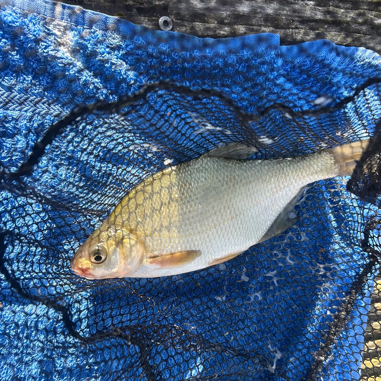 Common bream caught on Fishbrain