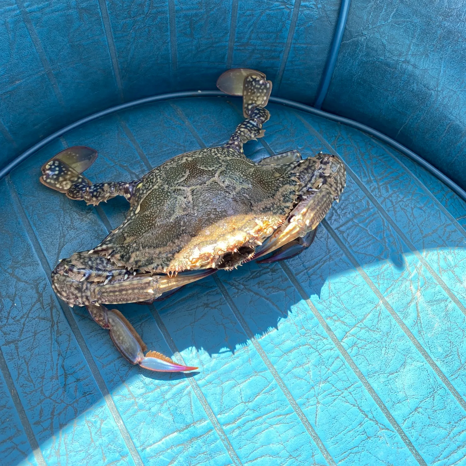 The most recent Blue swimmer crab catches on Fishbrain