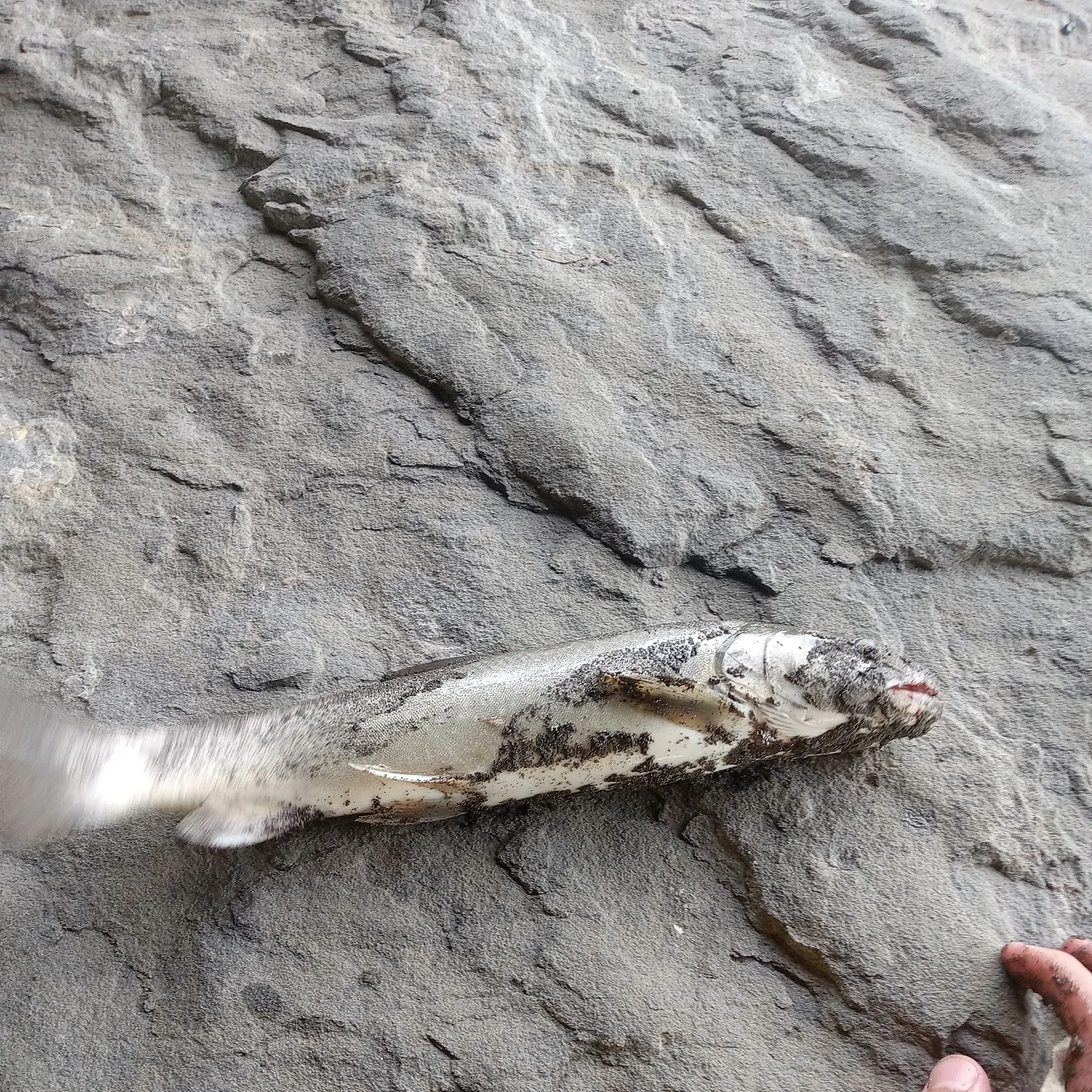 Bull trout caught on Fishbrain