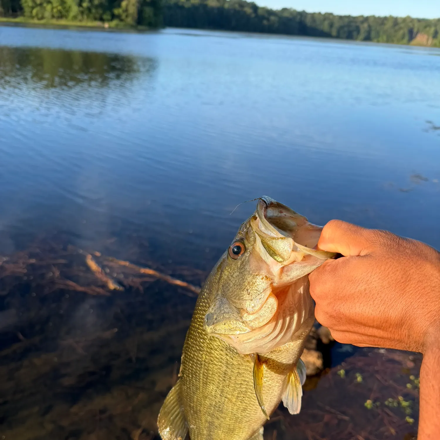 Largemouth bass caught on Fishbrain