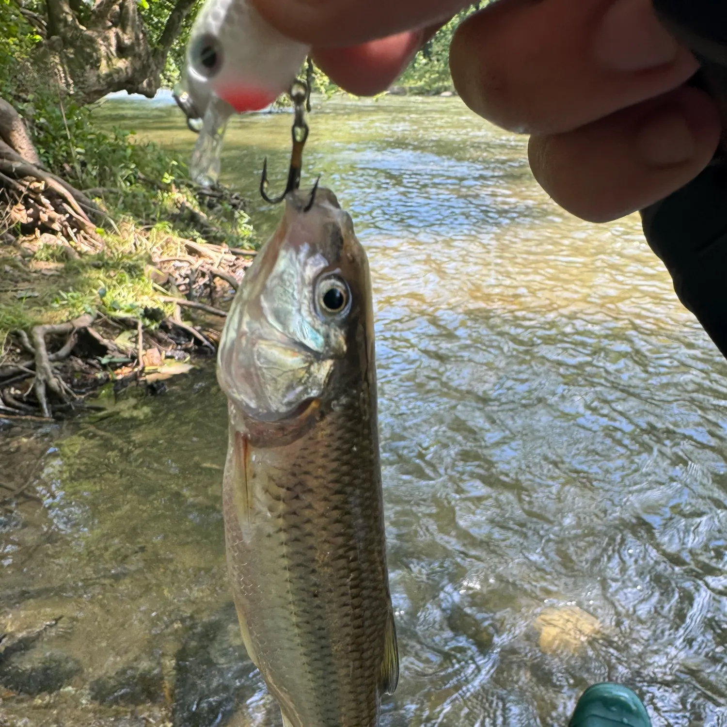 The most recent Fallfish catches on Fishbrain