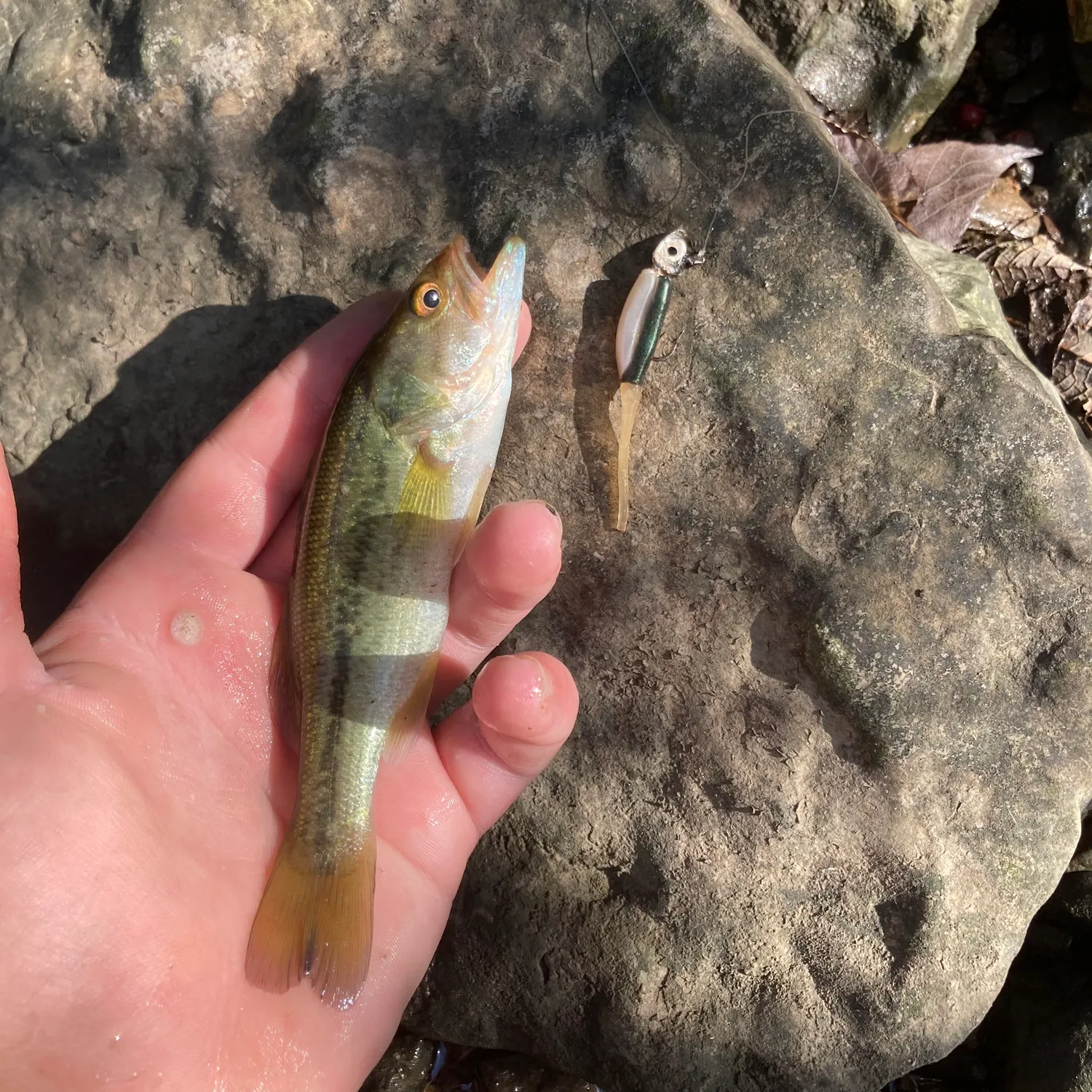 Largemouth bass caught on Fishbrain
