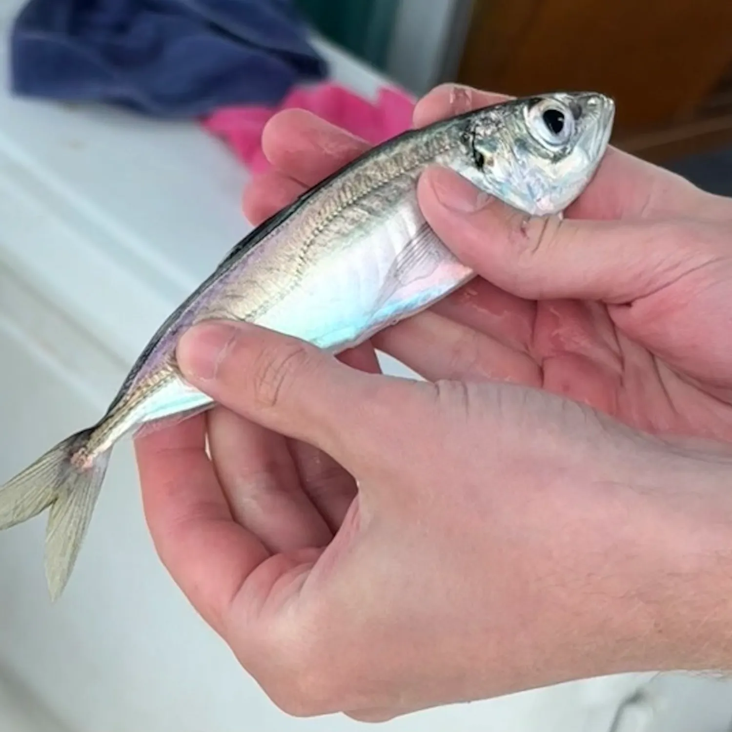 The most recent Atlantic horse mackerel catches on Fishbrain