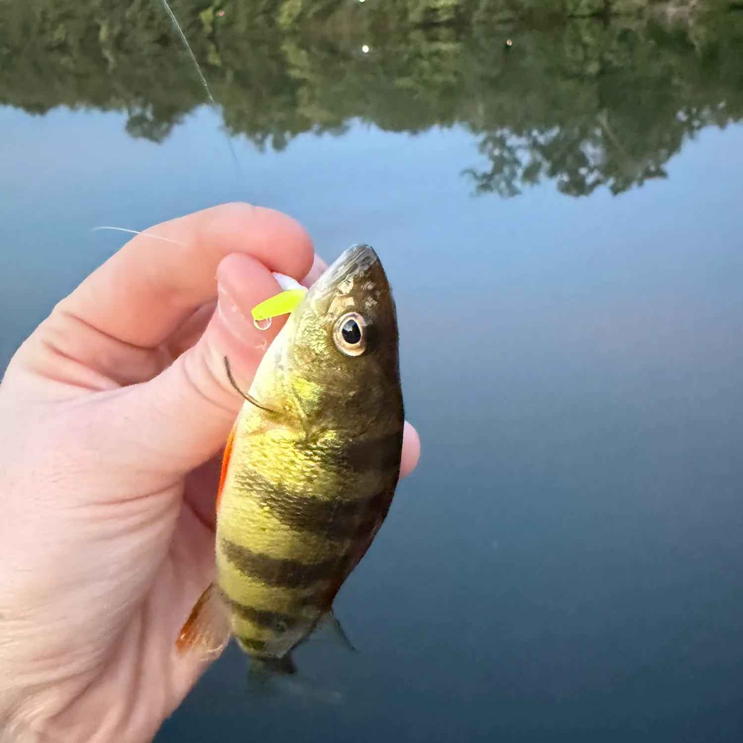 Yellow perch caught on Fishbrain