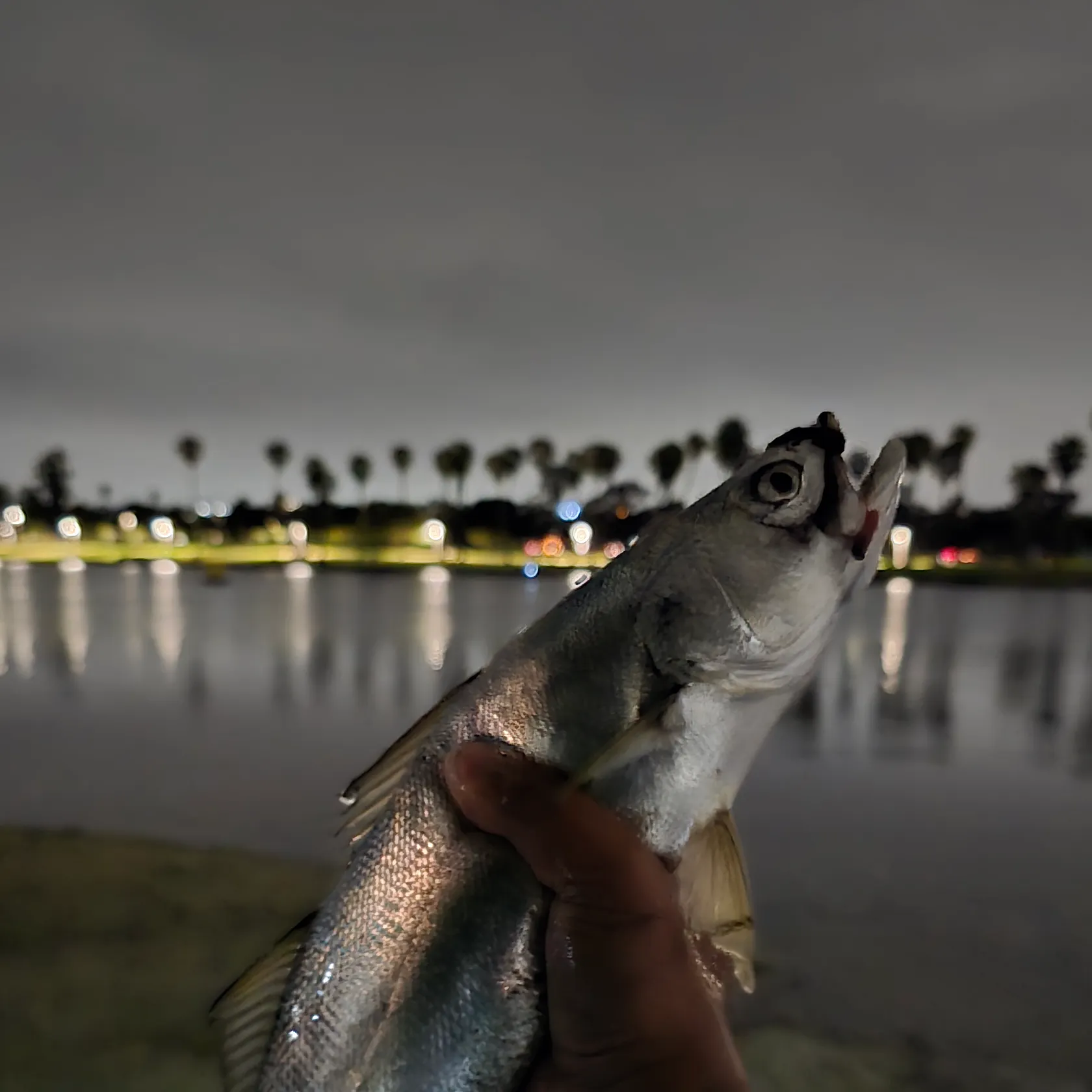 most liked catch image