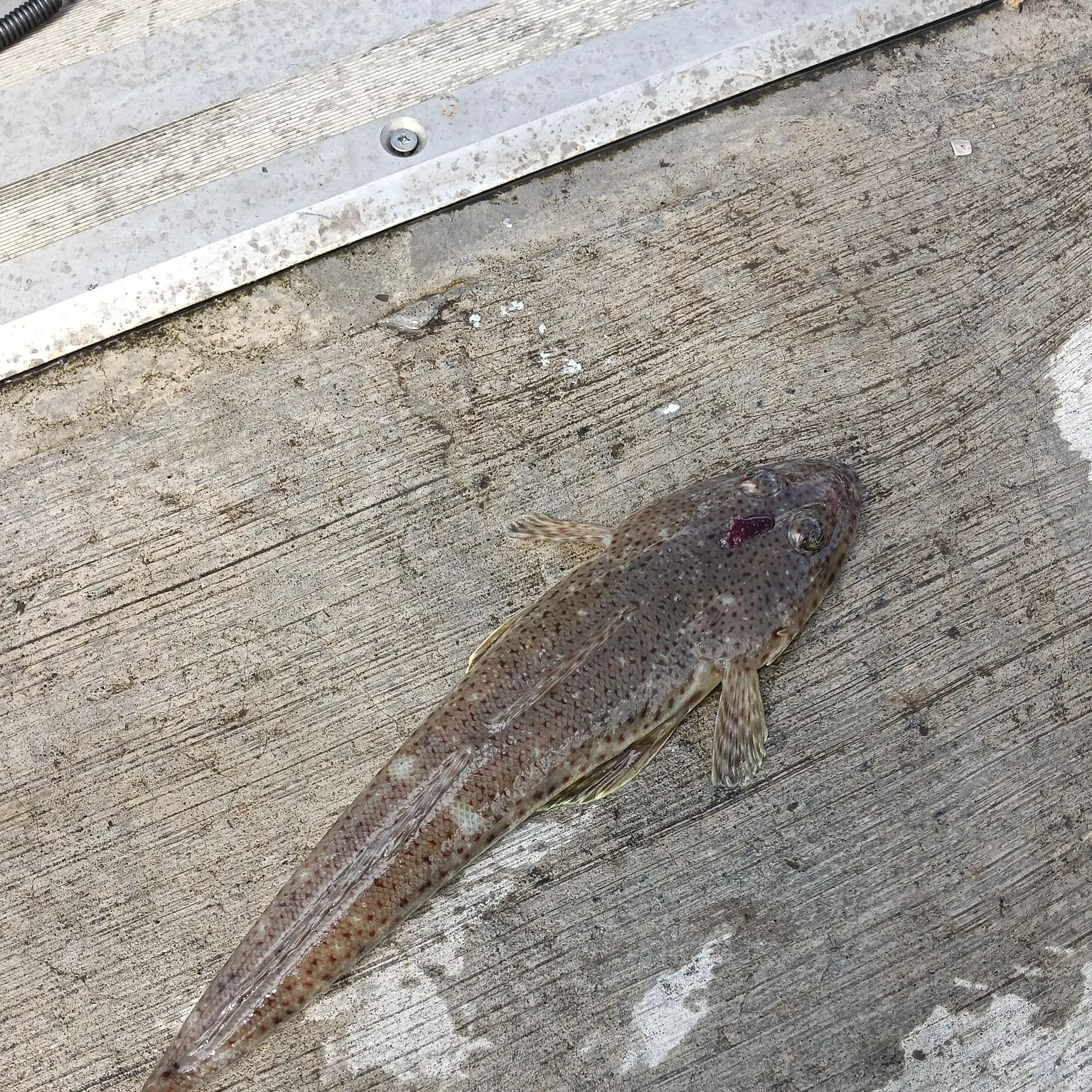 The most recent Blue-spotted flathead catches on Fishbrain