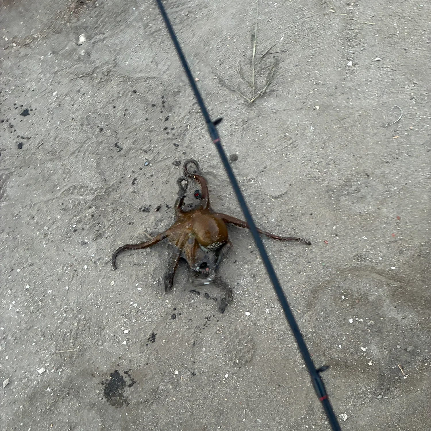 The most recent California two-spot octopus catches on Fishbrain