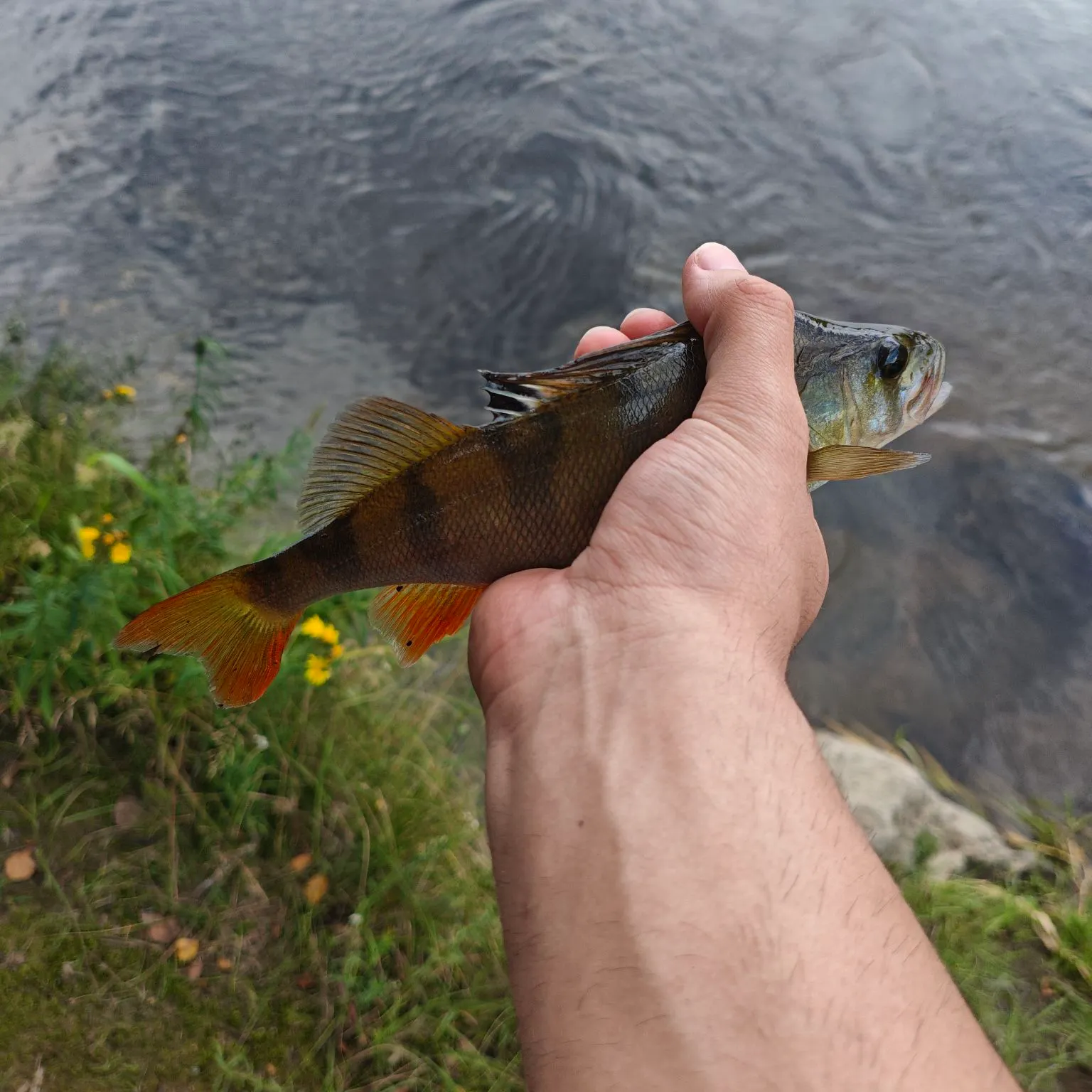 European perch caught on Fishbrain