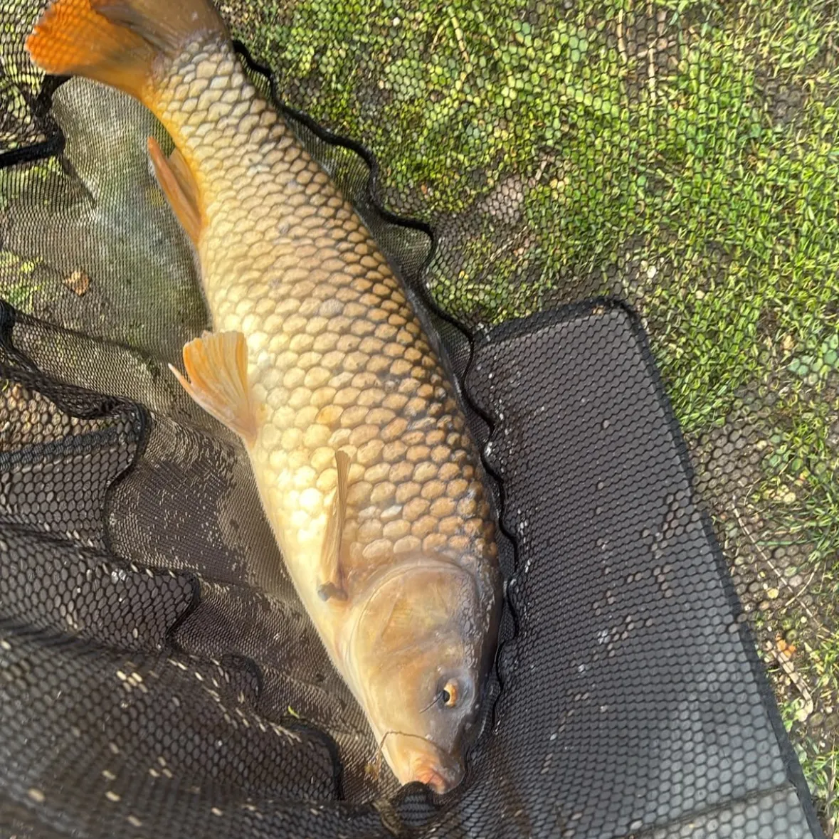 Common carp caught on Fishbrain