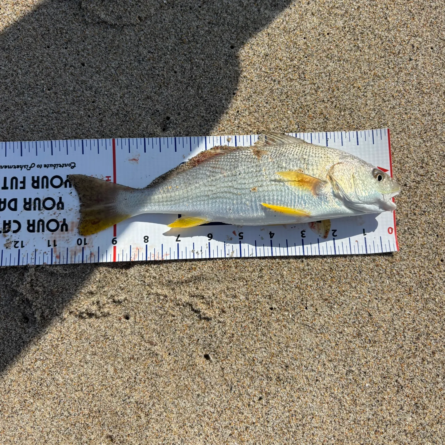 The most recent Yellowfin croaker catches on Fishbrain