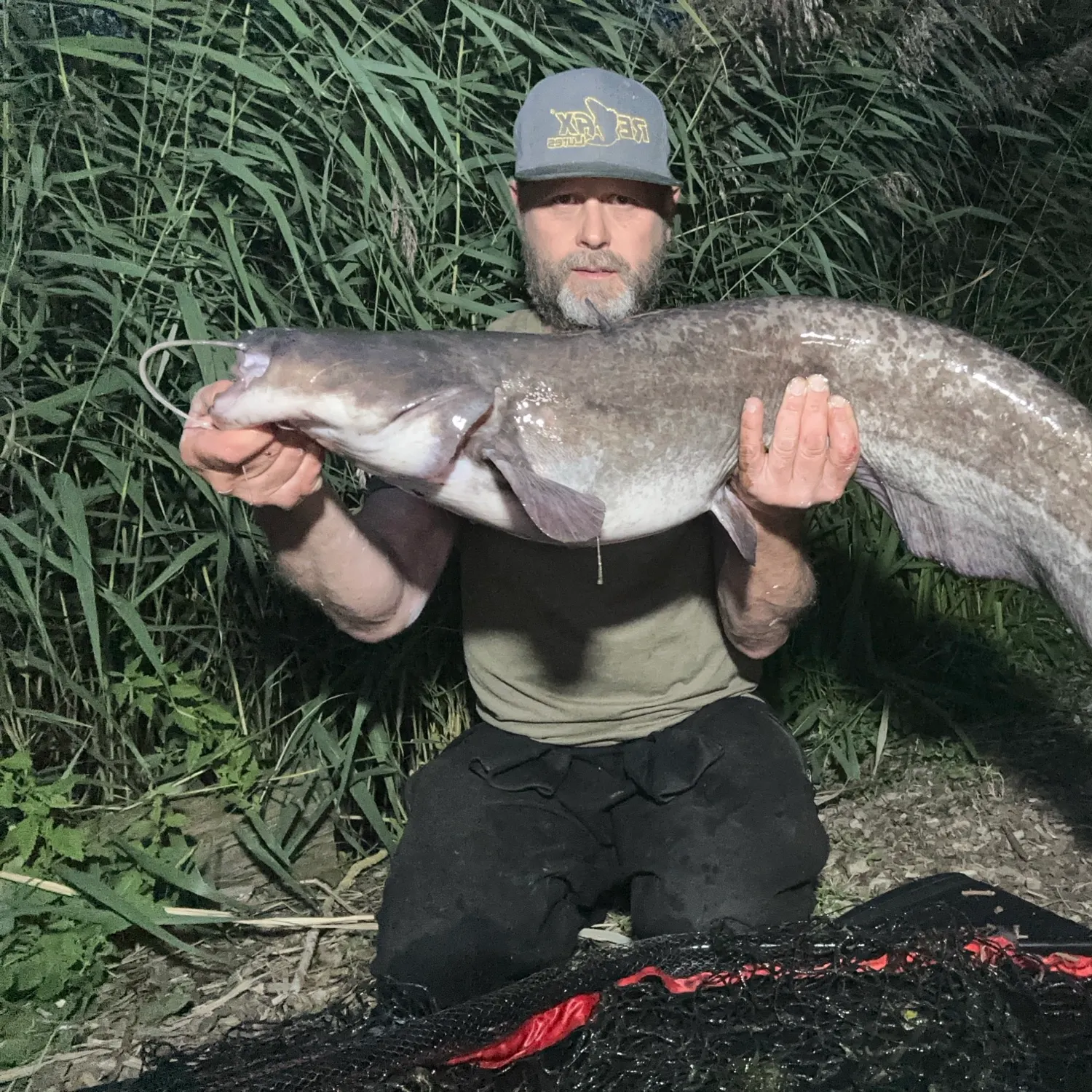 The most recent Wels catfish catches on Fishbrain