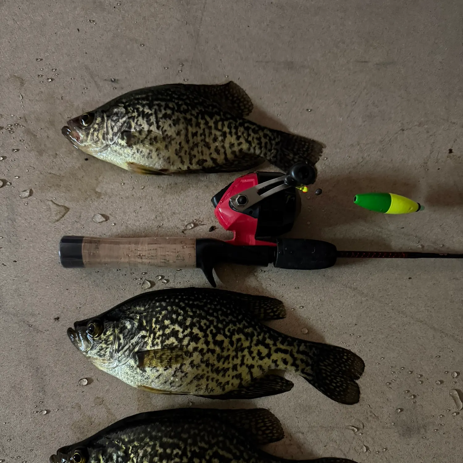 recently logged catches