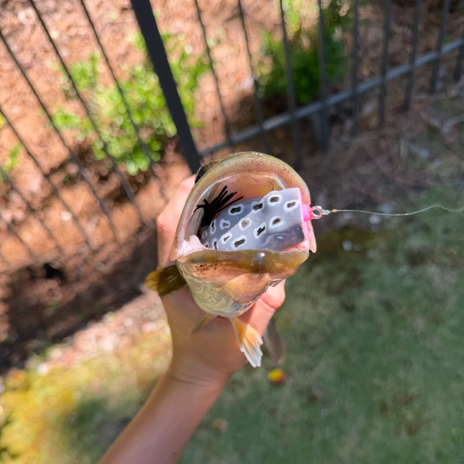Orangespotted sunfish caught on Fishbrain