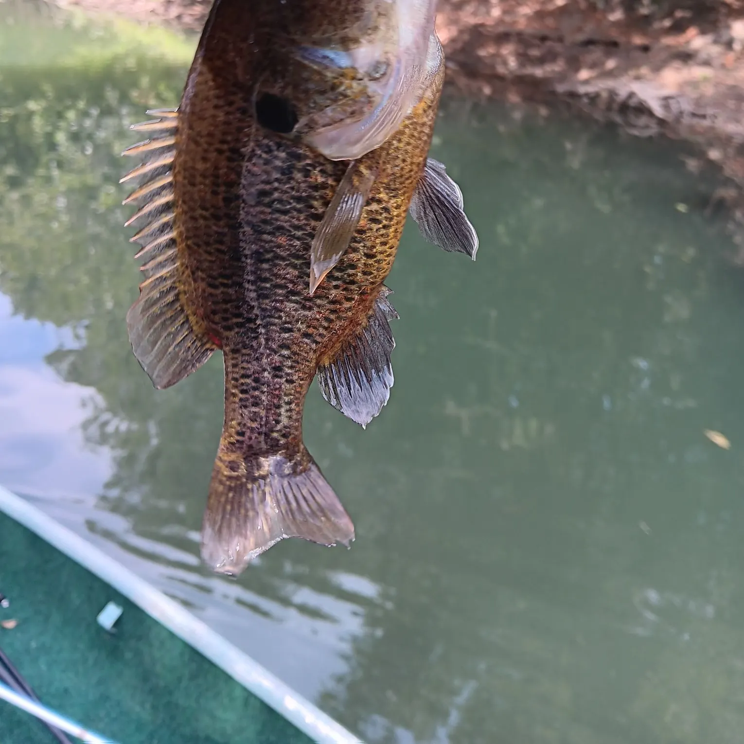 The most recent Warmouth catches on Fishbrain