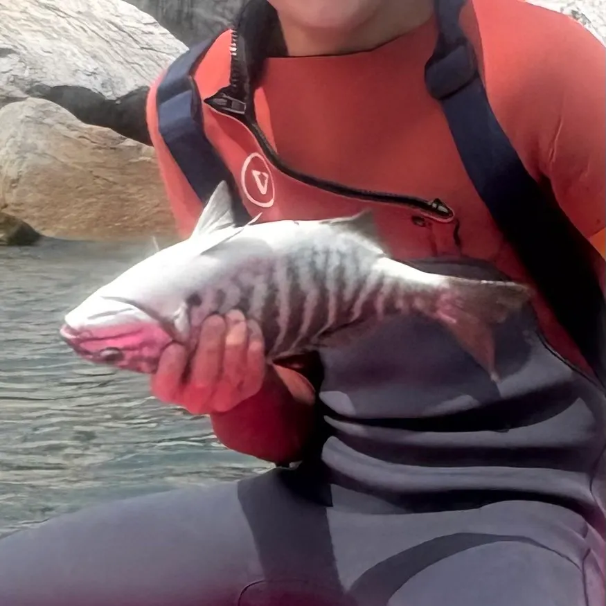 The most recent Zebra-perch sea chub catches on Fishbrain