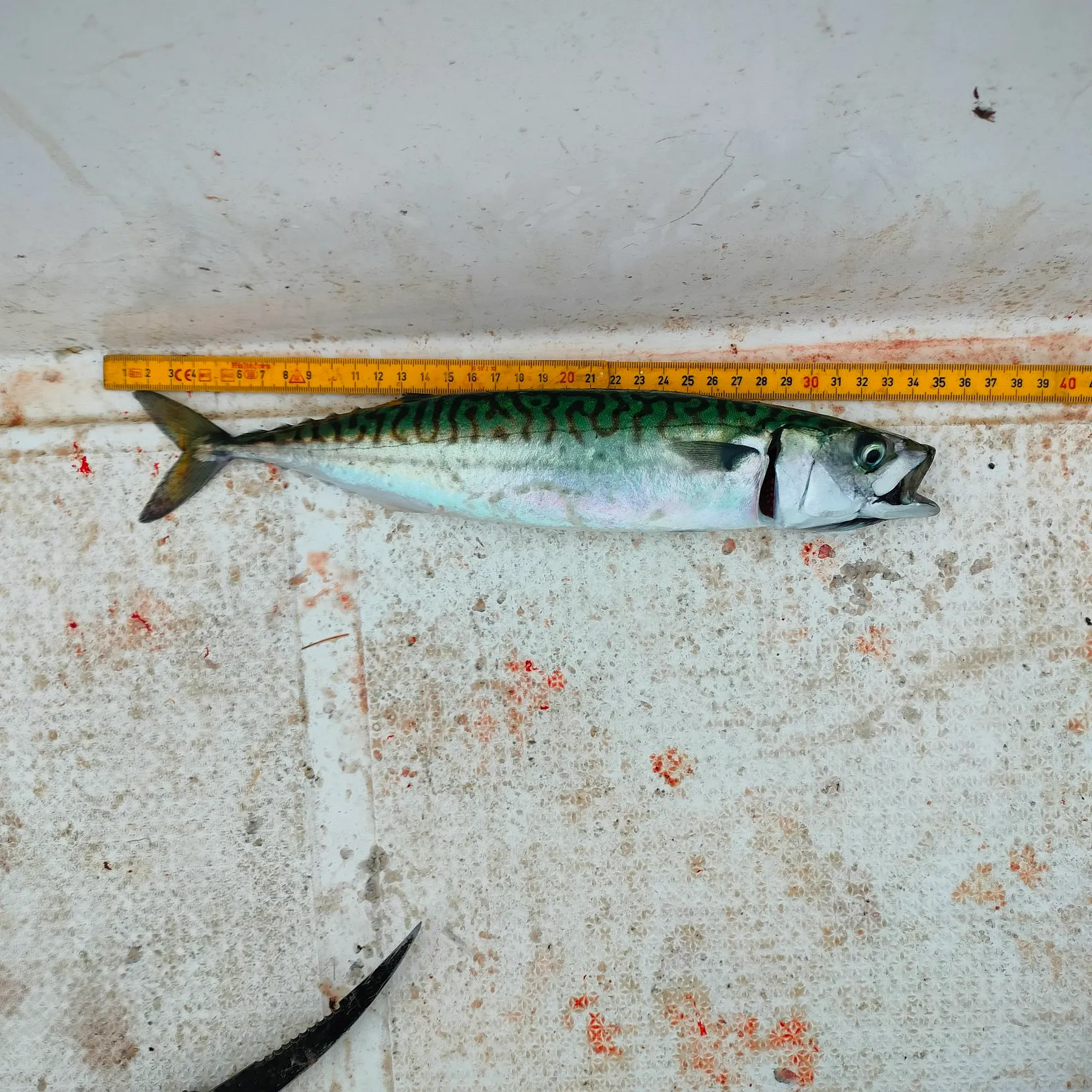 Atlantic mackerel caught on Fishbrain