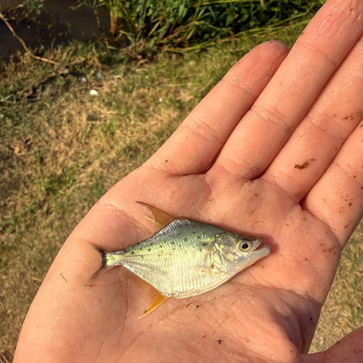 The most recent Parona leatherjacket catches on Fishbrain