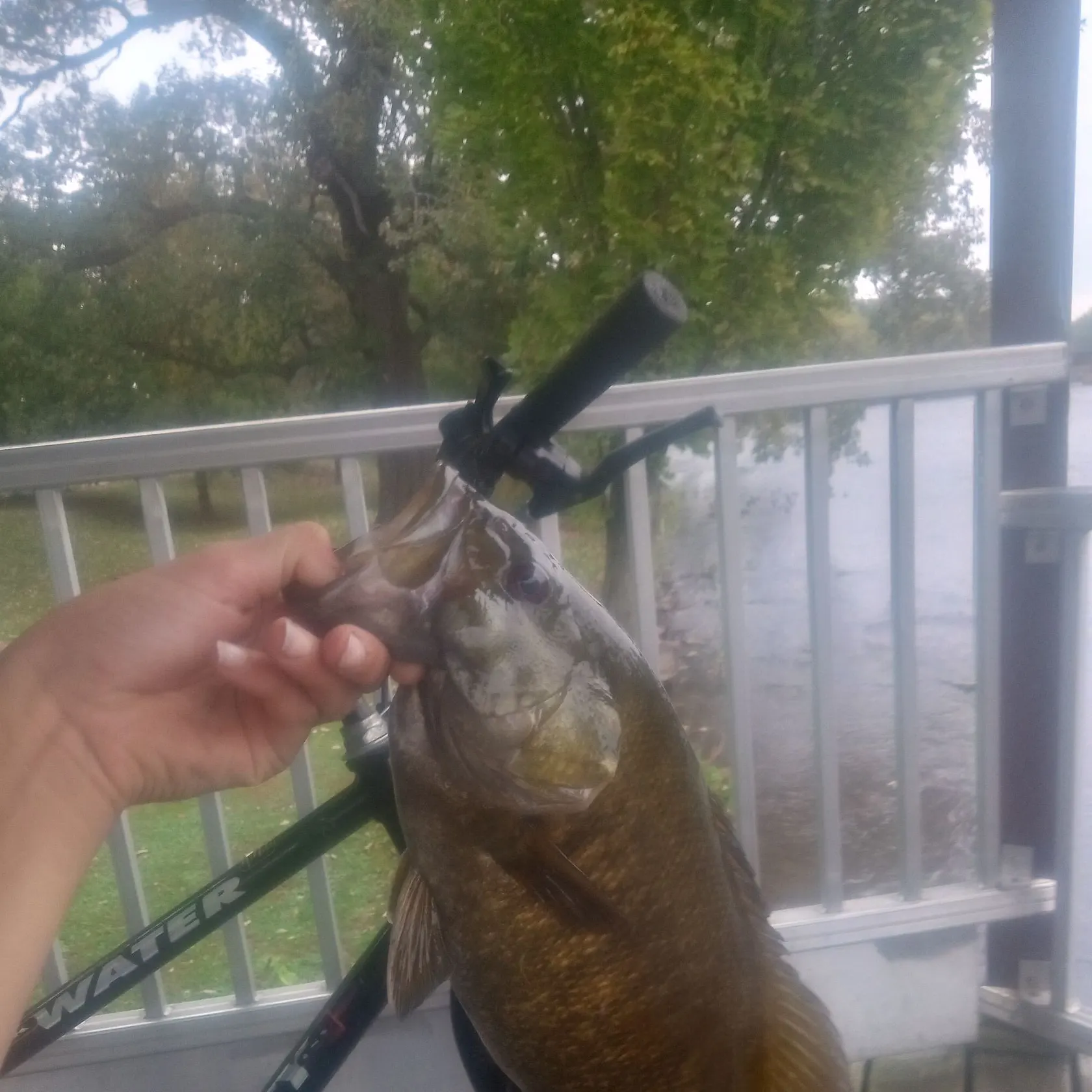 Smallmouth bass caught on Fishbrain