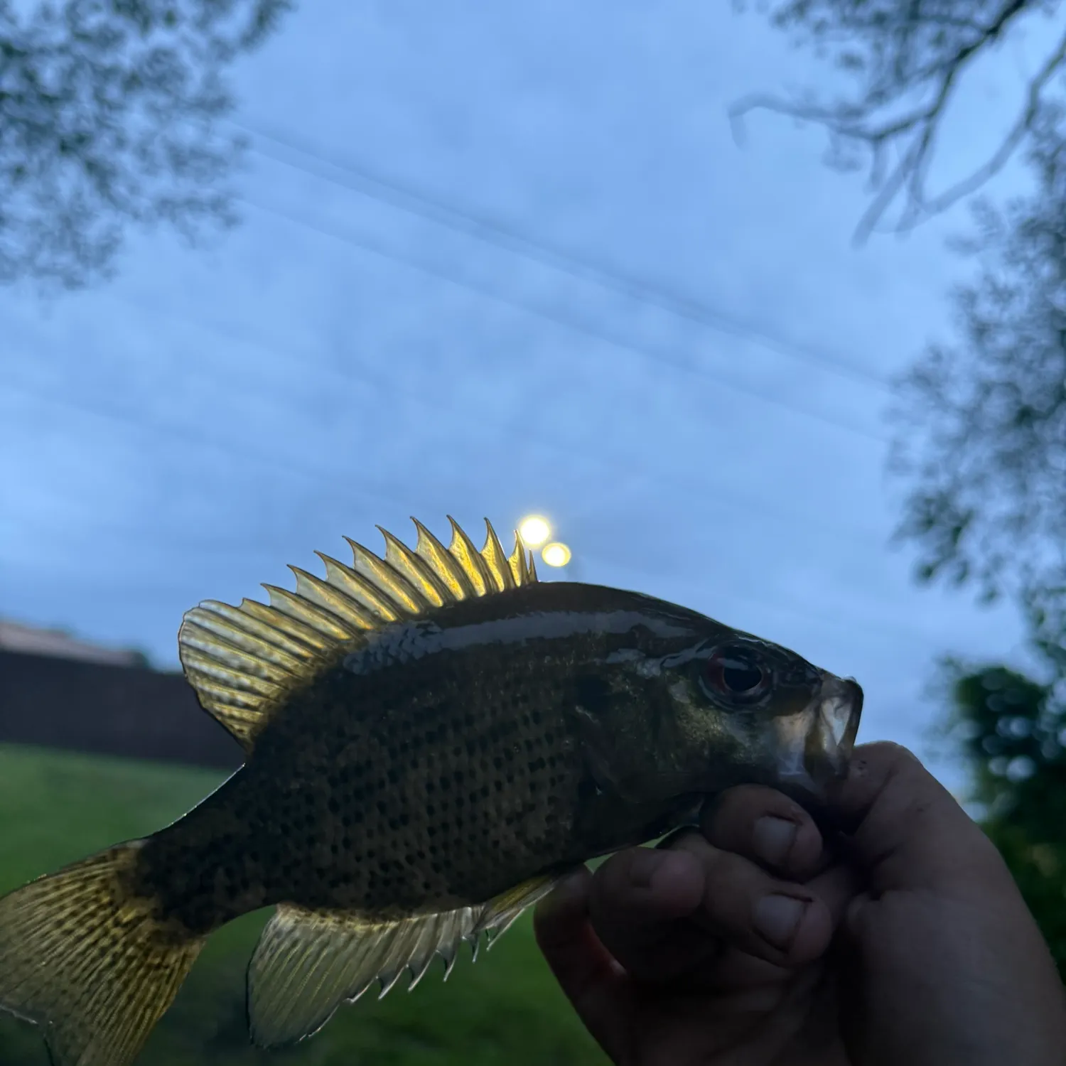 Rock bass caught on Fishbrain
