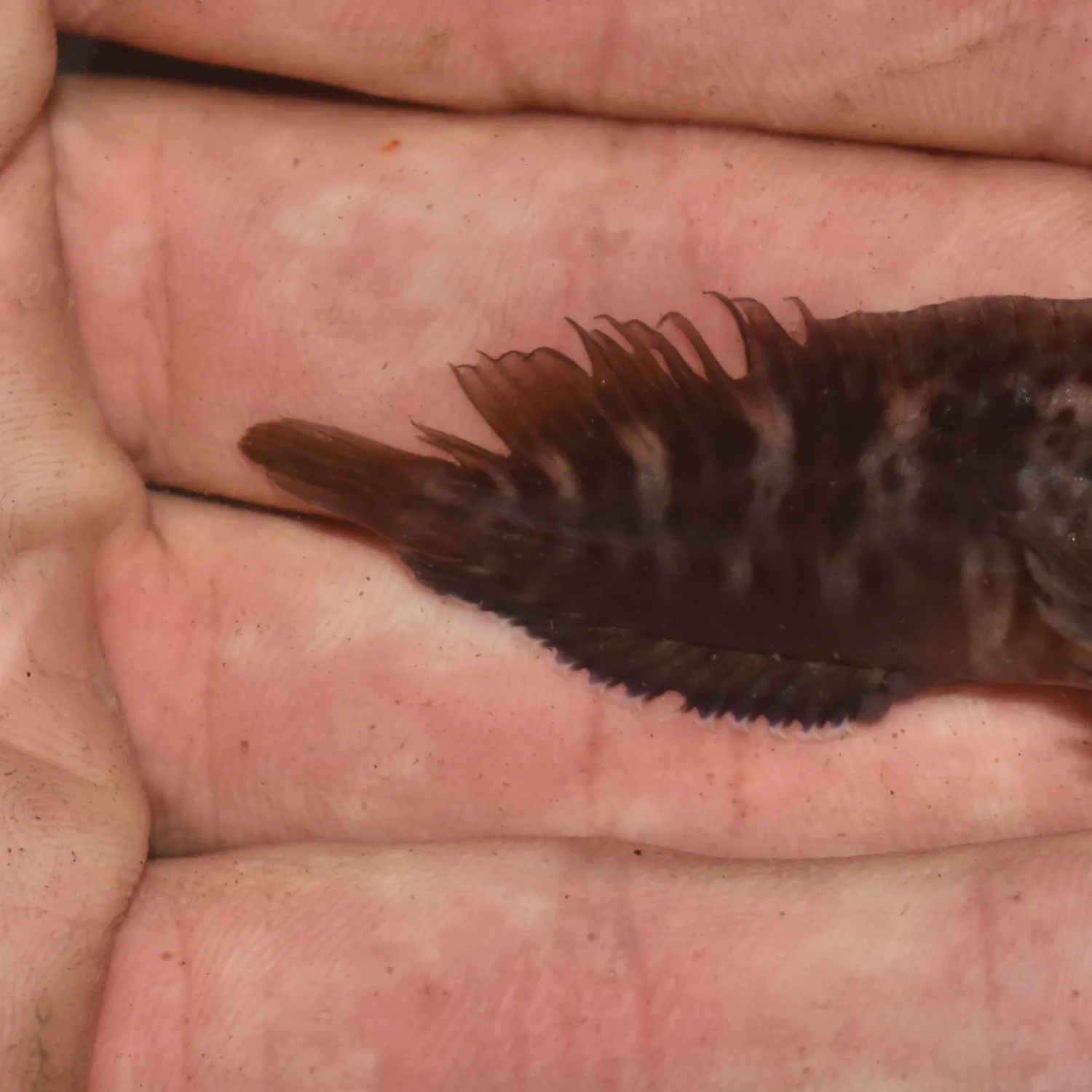 The most recent Crested blenny catches on Fishbrain