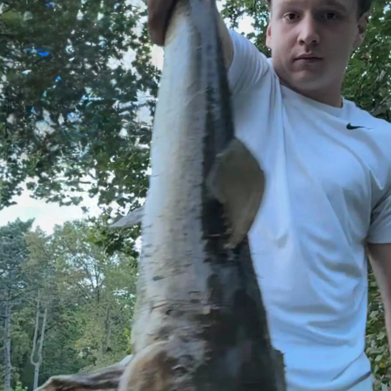 Channel catfish caught on Fishbrain