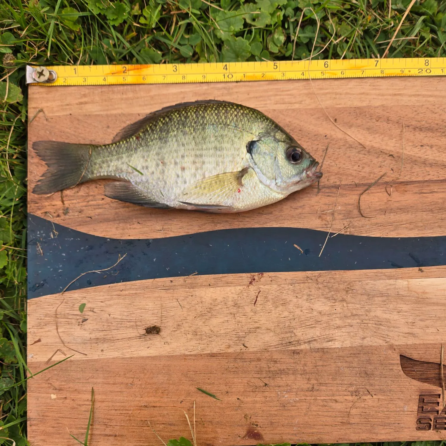 Bluegill caught on Fishbrain