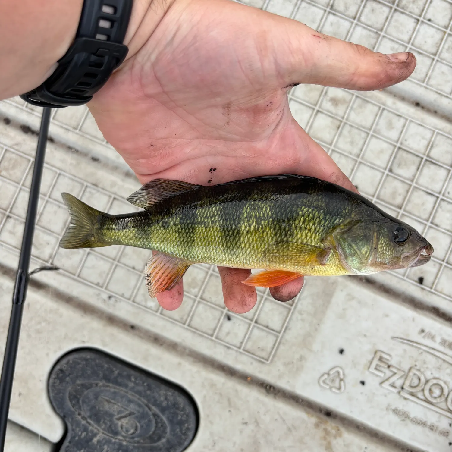 Yellow perch caught on Fishbrain