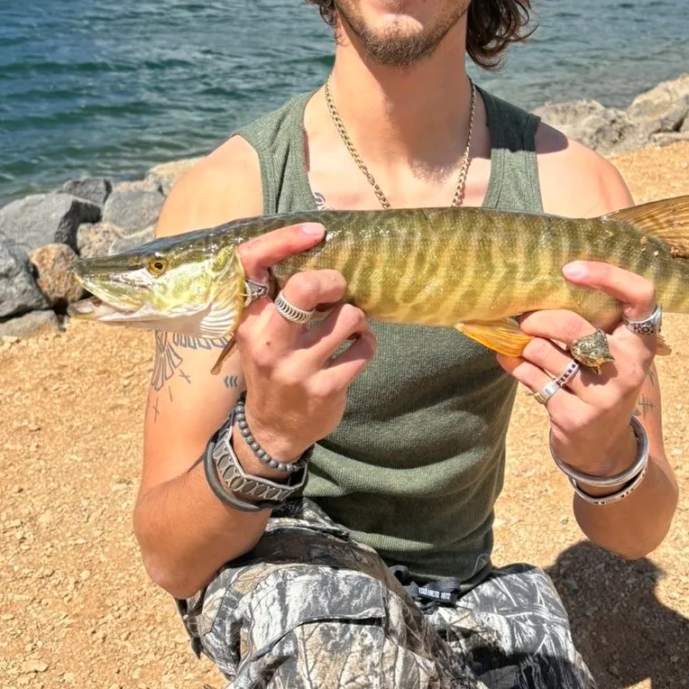 The most recent Tiger muskellunge catches on Fishbrain