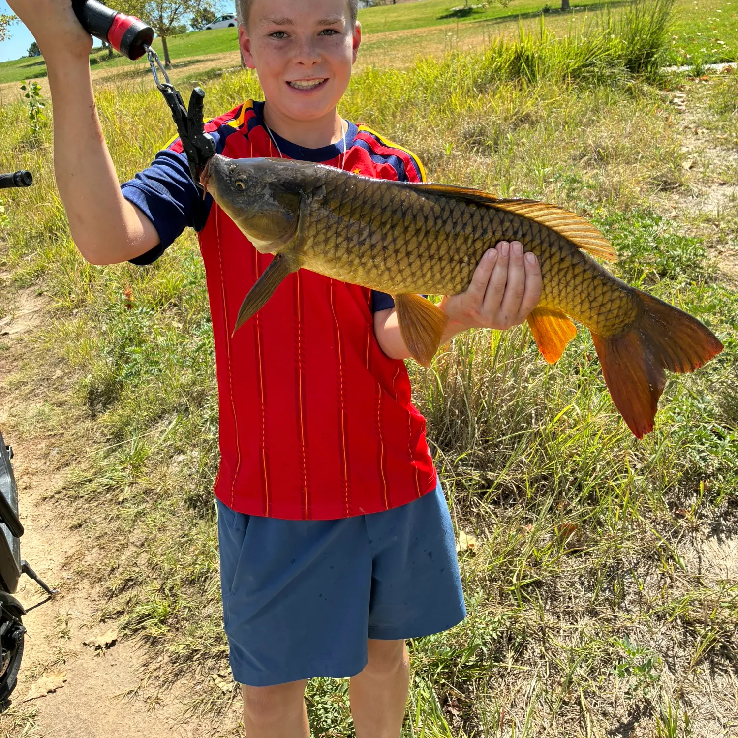 Common carp caught on Fishbrain