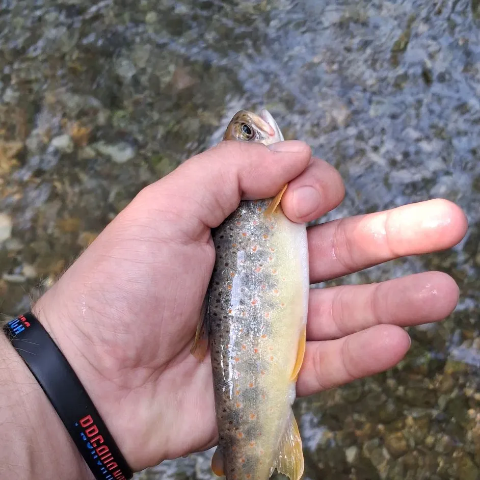 Brown trout caught on Fishbrain