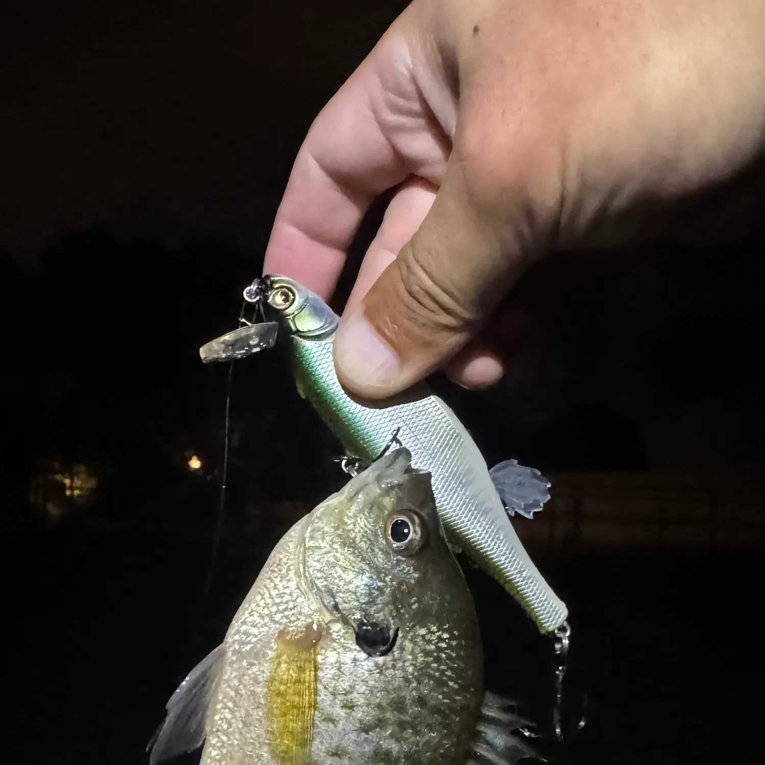 Bluegill caught on Fishbrain