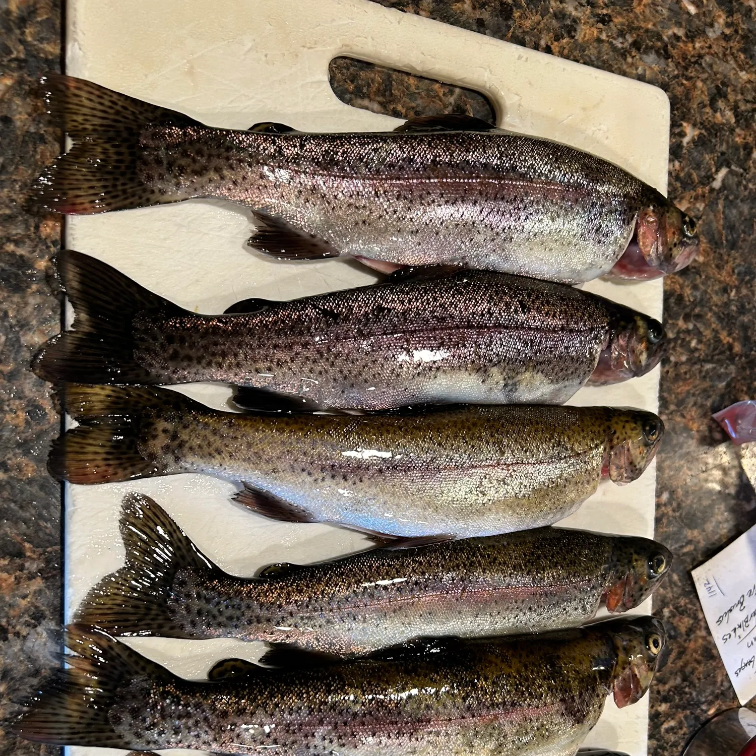 recently logged catches