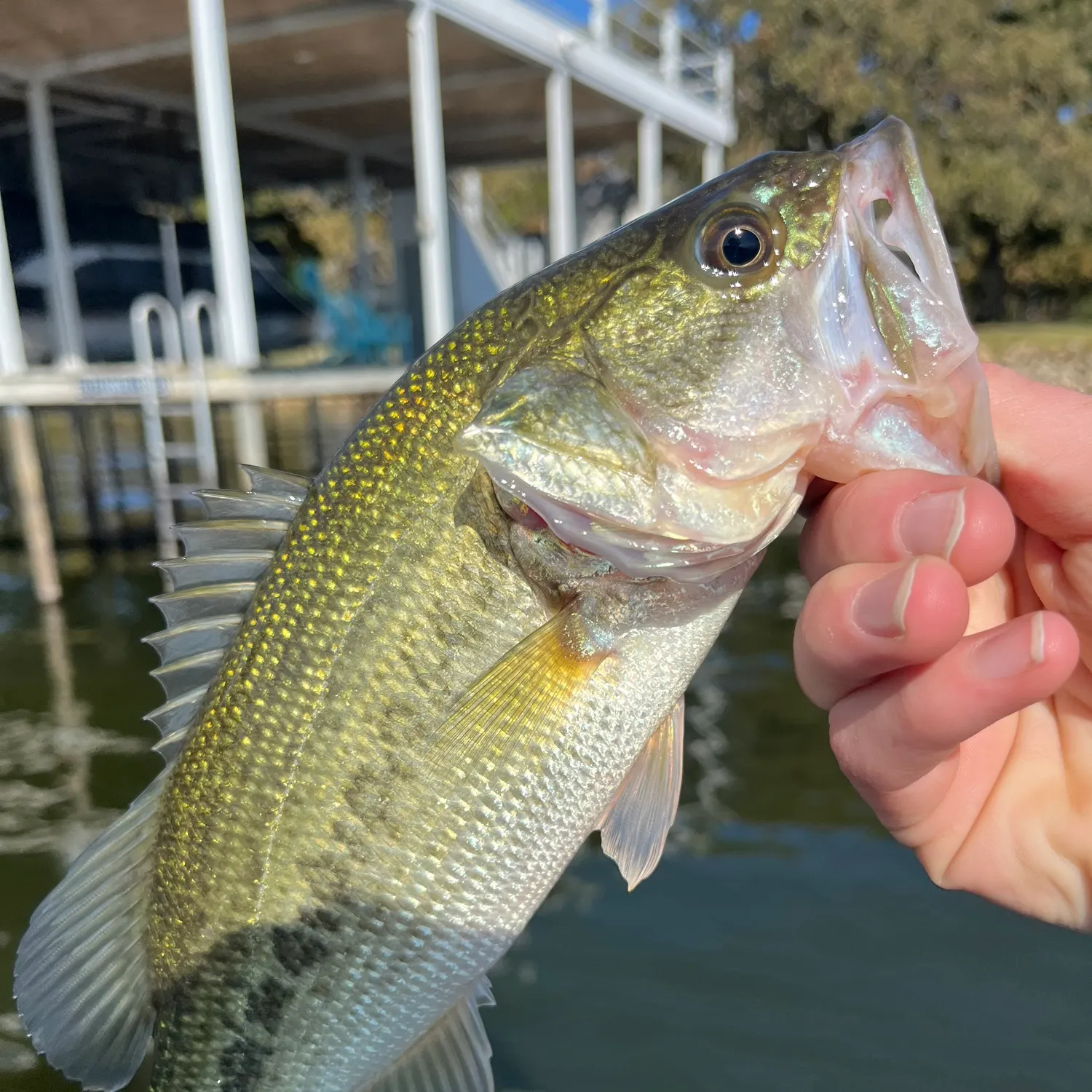 The most recent Spotted bass catches on Fishbrain