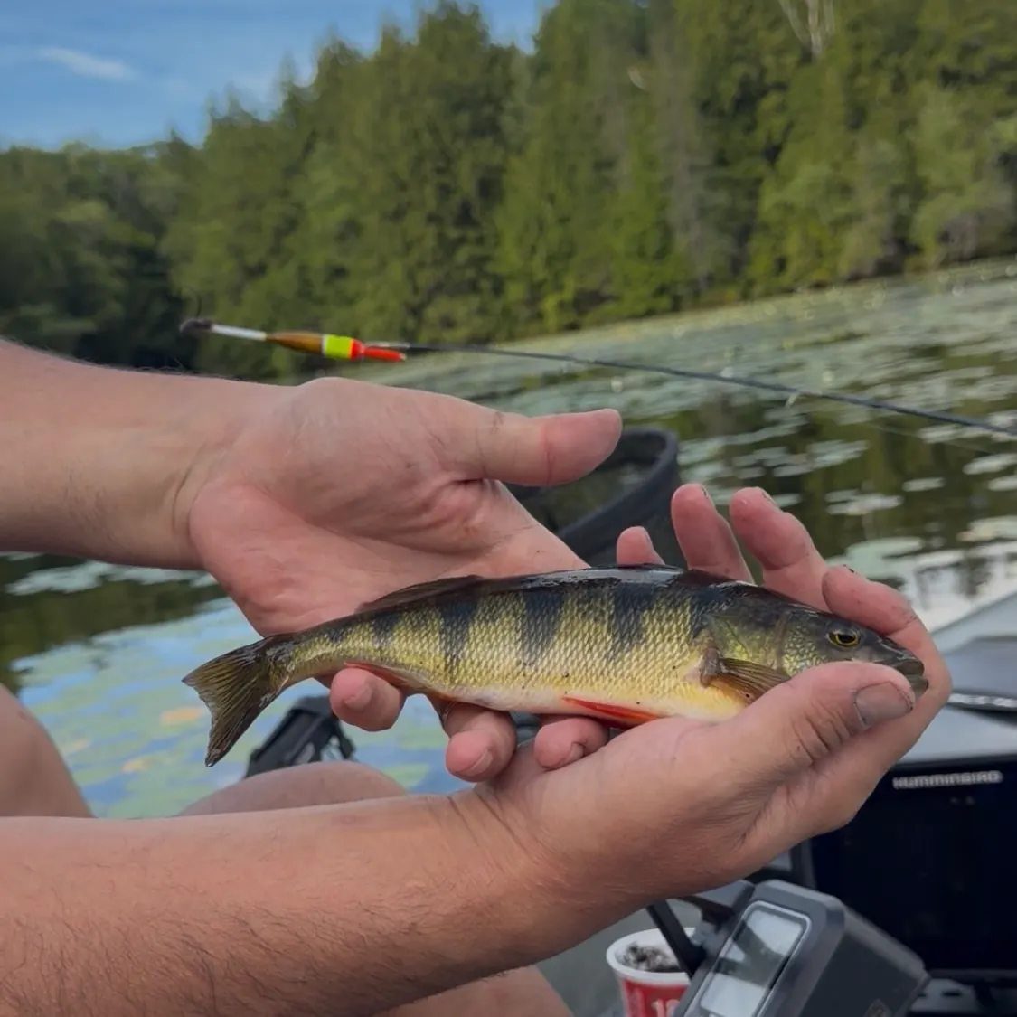 Yellow perch caught on Fishbrain