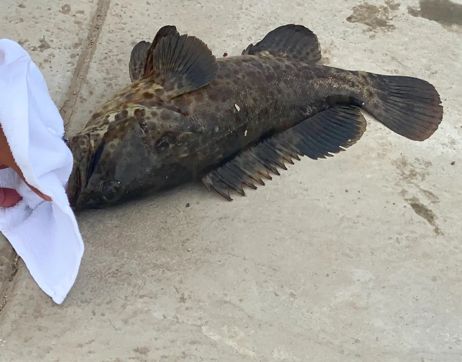 Orange-spotted grouper