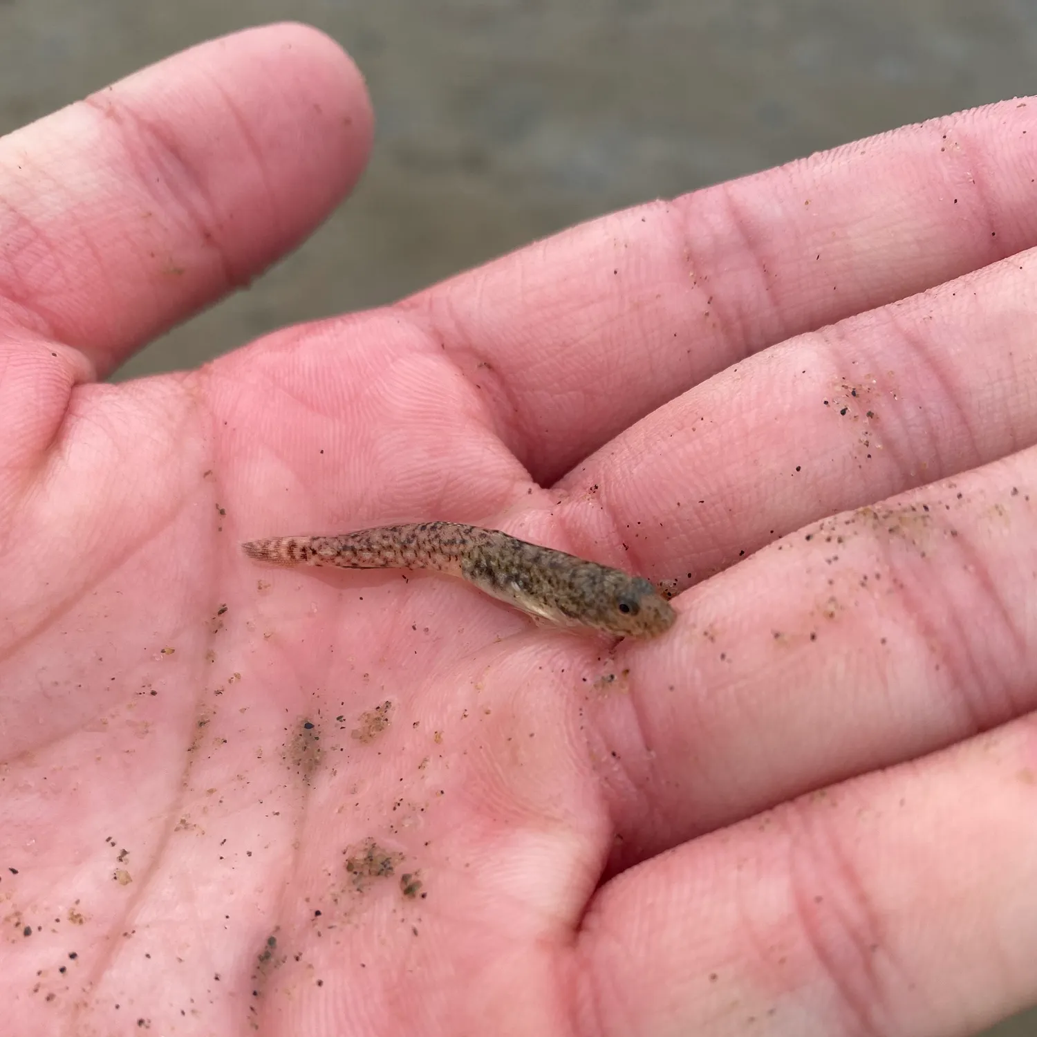 The most recent Common goby catches on Fishbrain