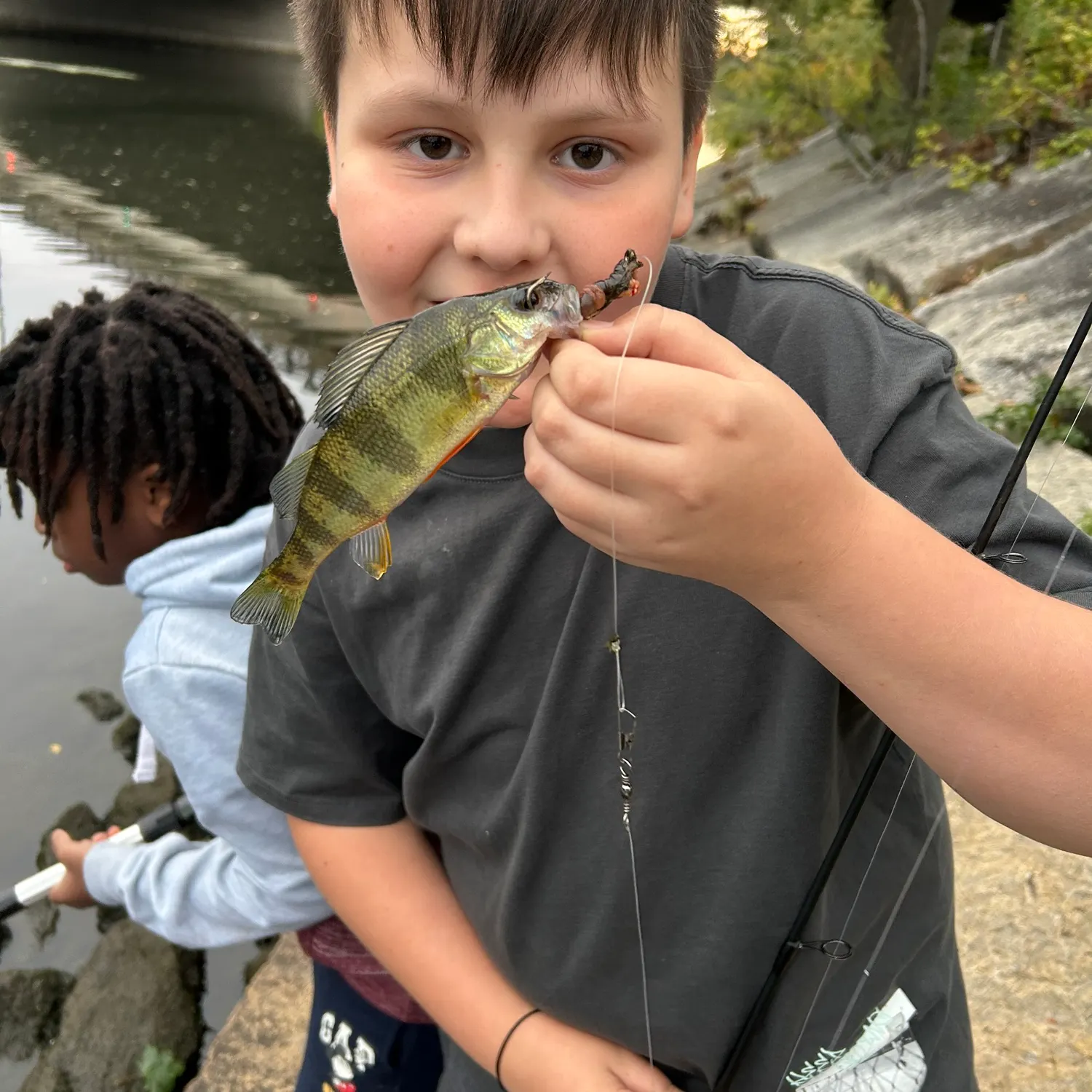 Yellow perch caught on Fishbrain