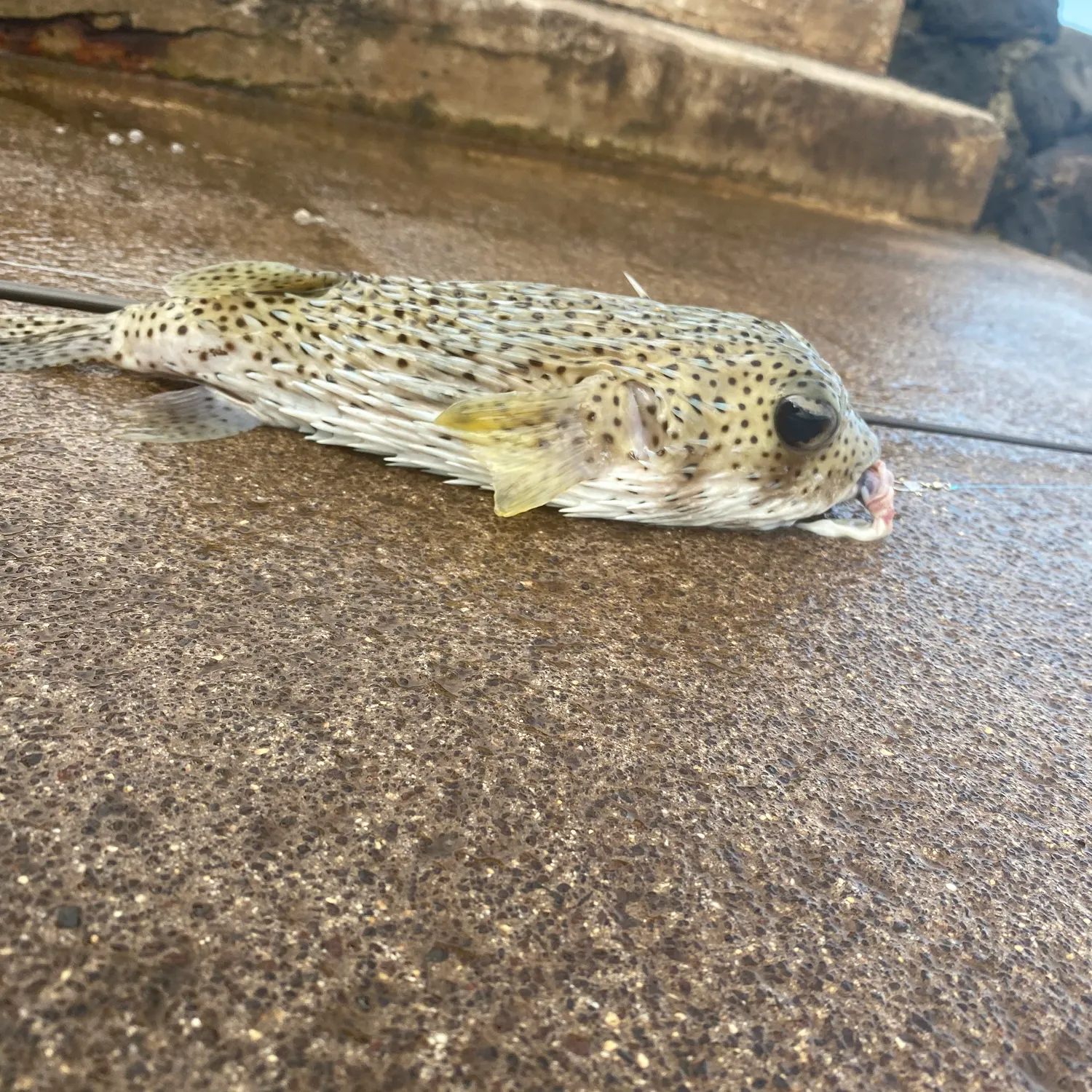The most recent Spot-fin porcupinefish catches on Fishbrain