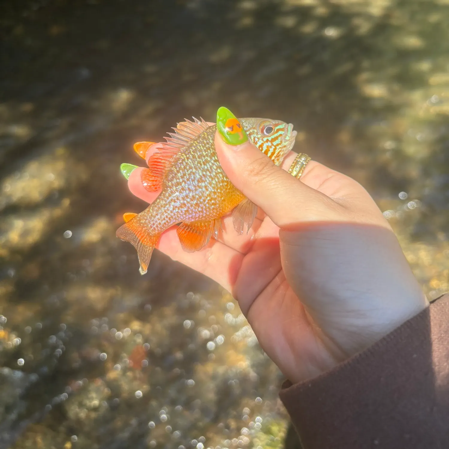 Longear sunfish caught on Fishbrain