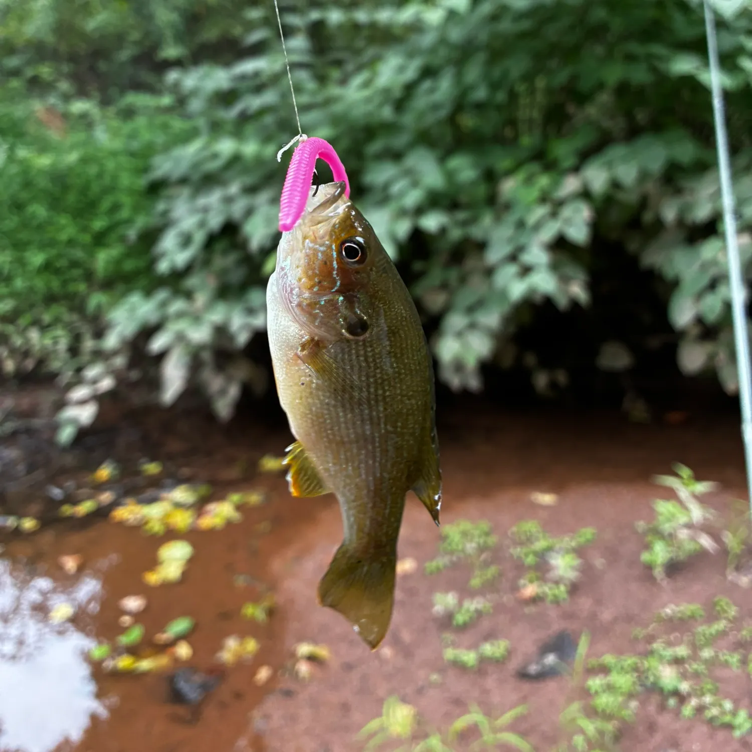 Green sunfish caught on Fishbrain